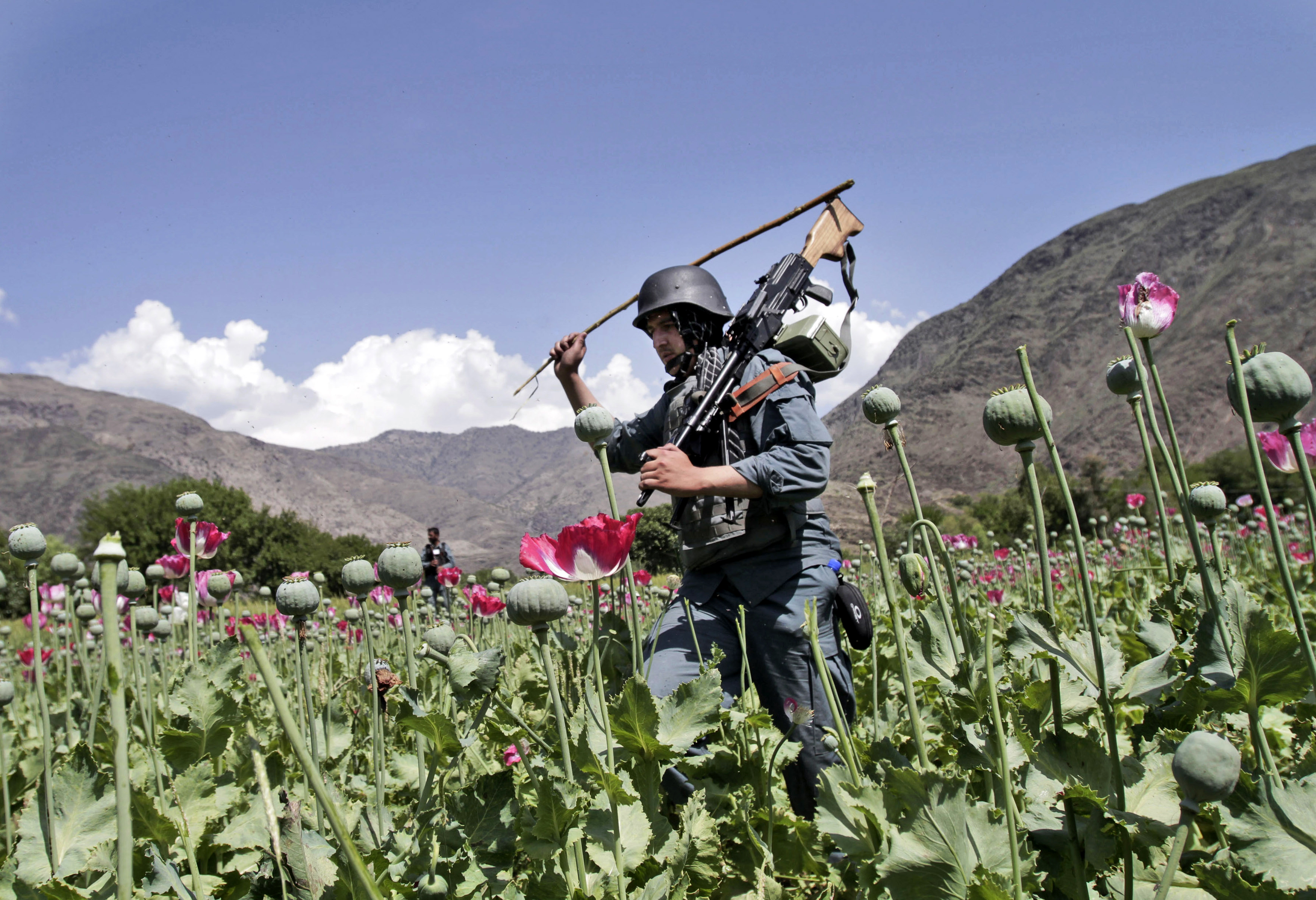 Afghan farmers lose income of more than $1 billion after the Taliban banned poppy  cultivation | AP News