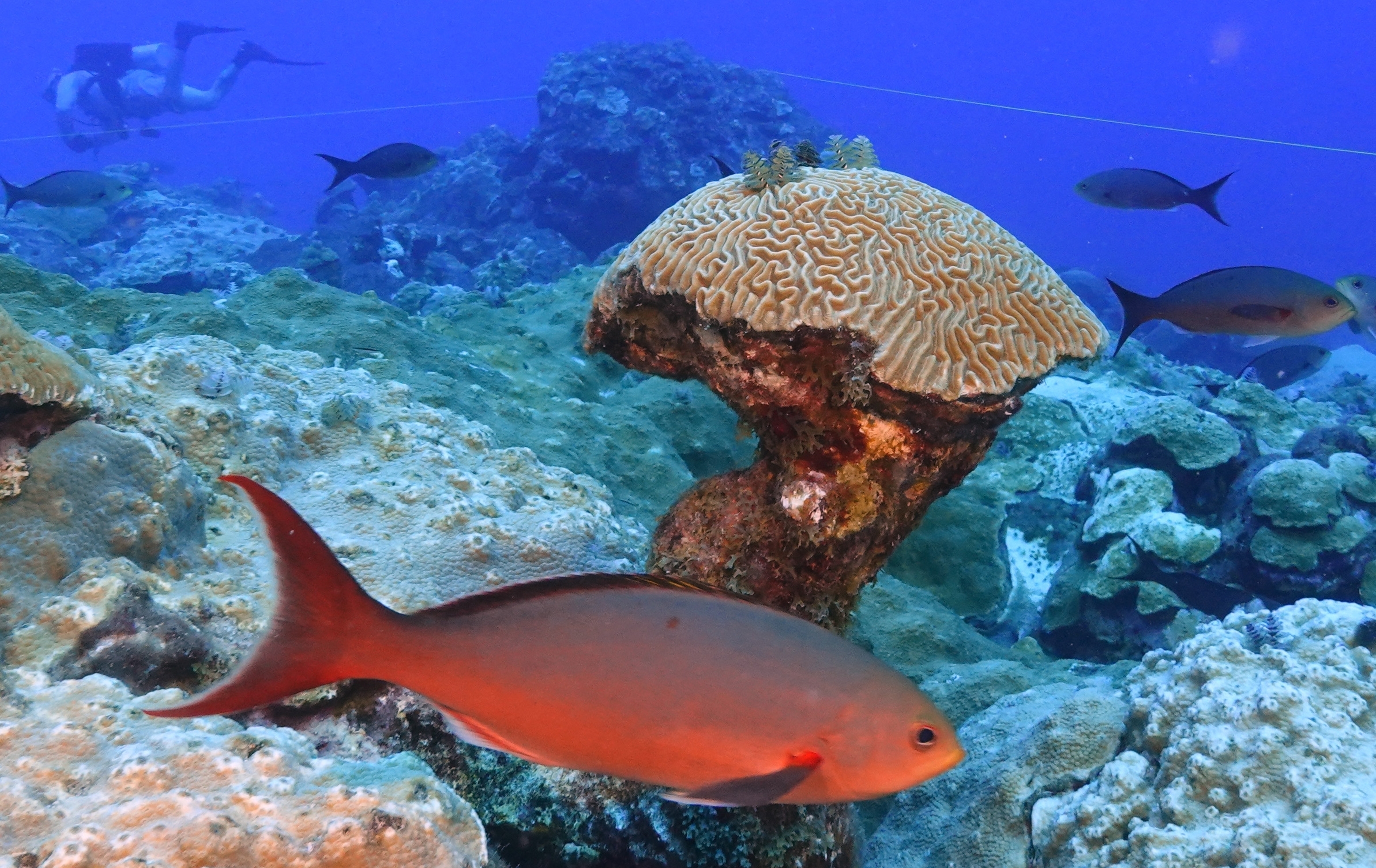 Climate change is hurting coral worldwide. But these reefs off the Texas  coast are thriving