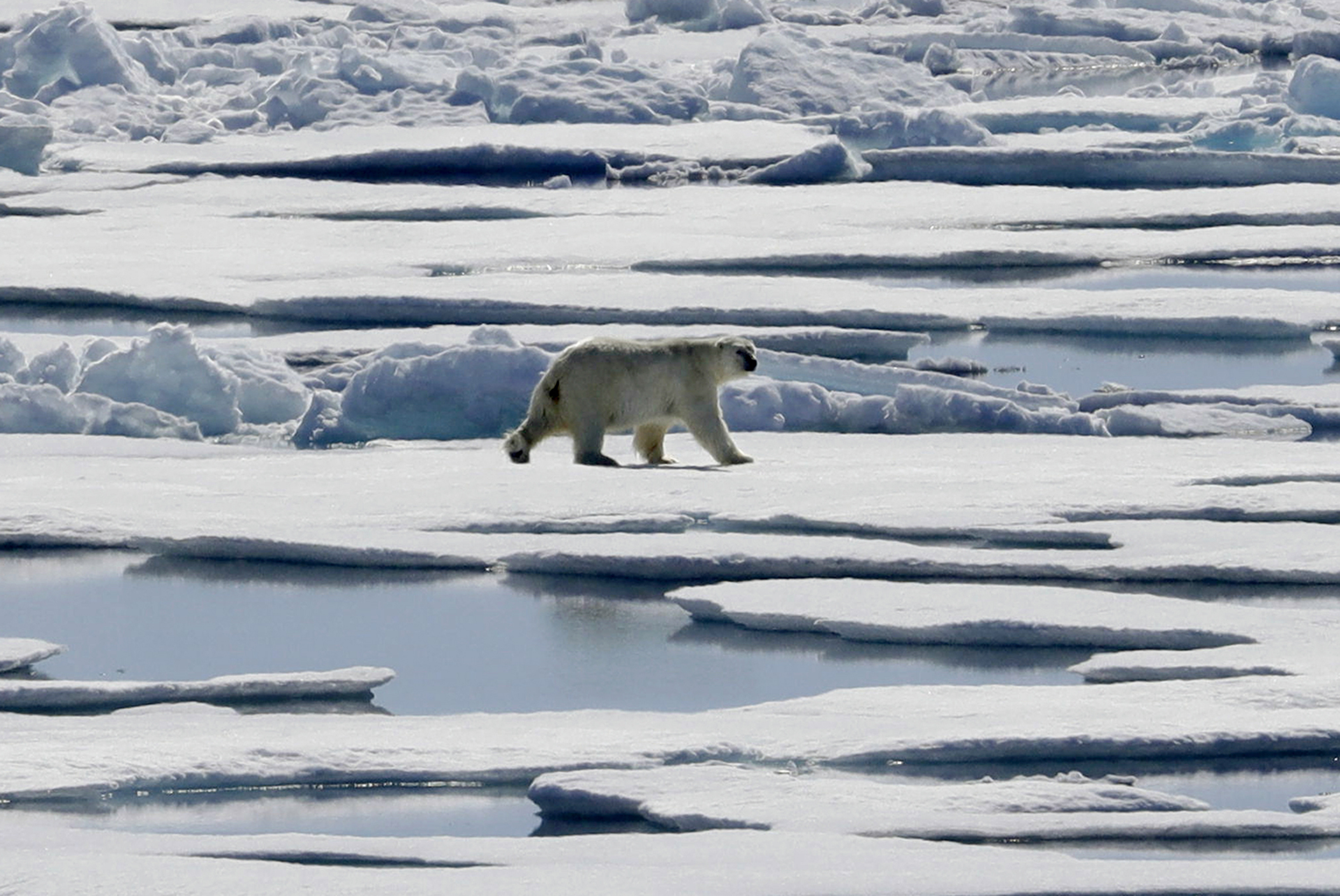 Polar bears could be extinct by 2100, says heartbreaking new study - Big  Think