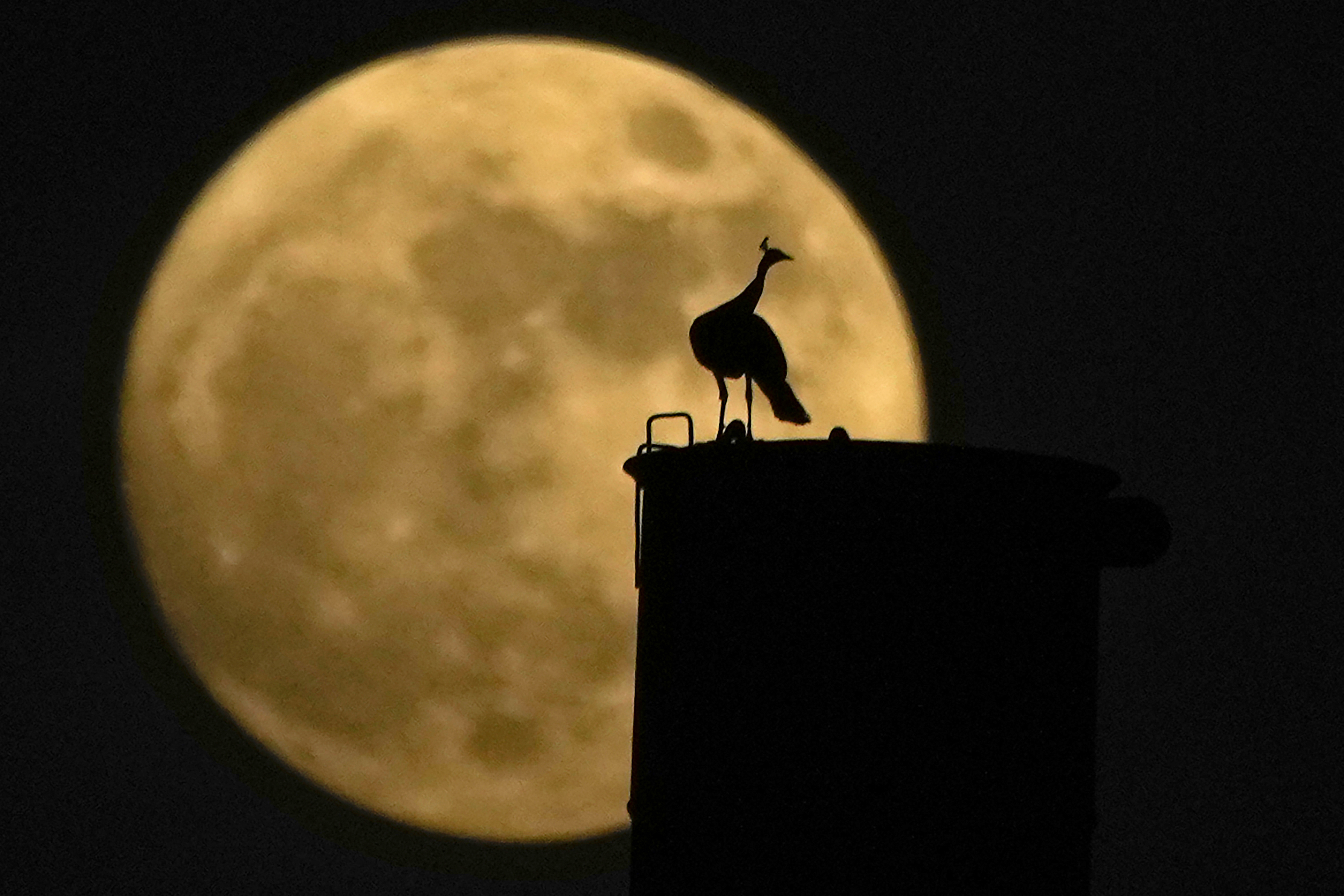 See photos of the rare blue supermoon dazzling stargazers around