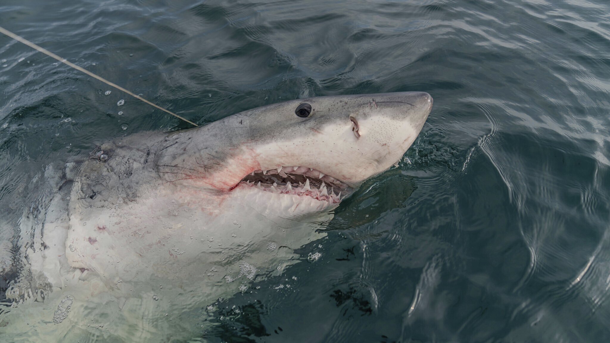 Great white shark tracked swimming off Mississippi Coast