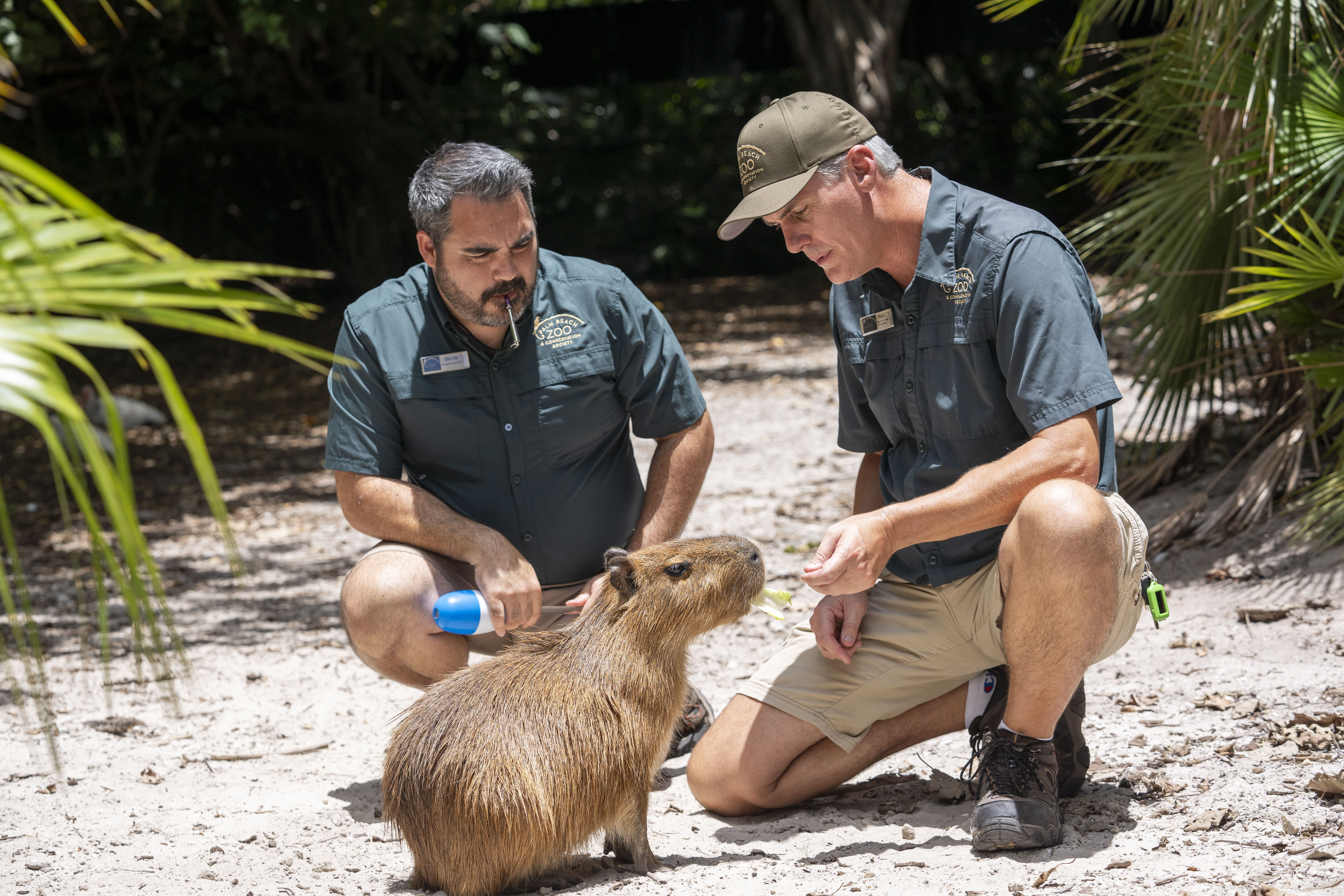 Hembra de capibara llega a zoo de Florida para aumentar población de estos  roedores sudamericanos | AP News