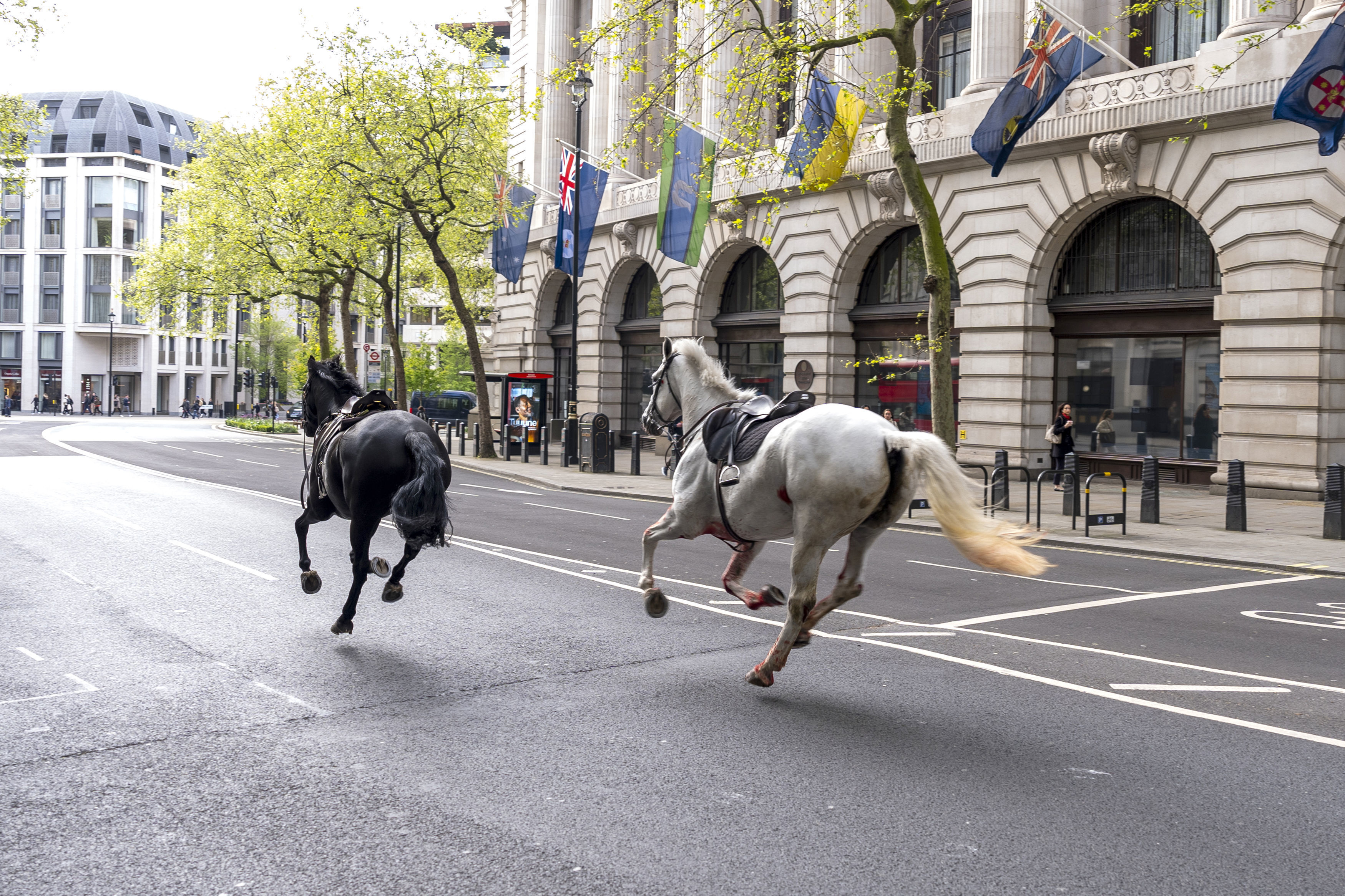 Several military horses run loose in London and injure four | AP News