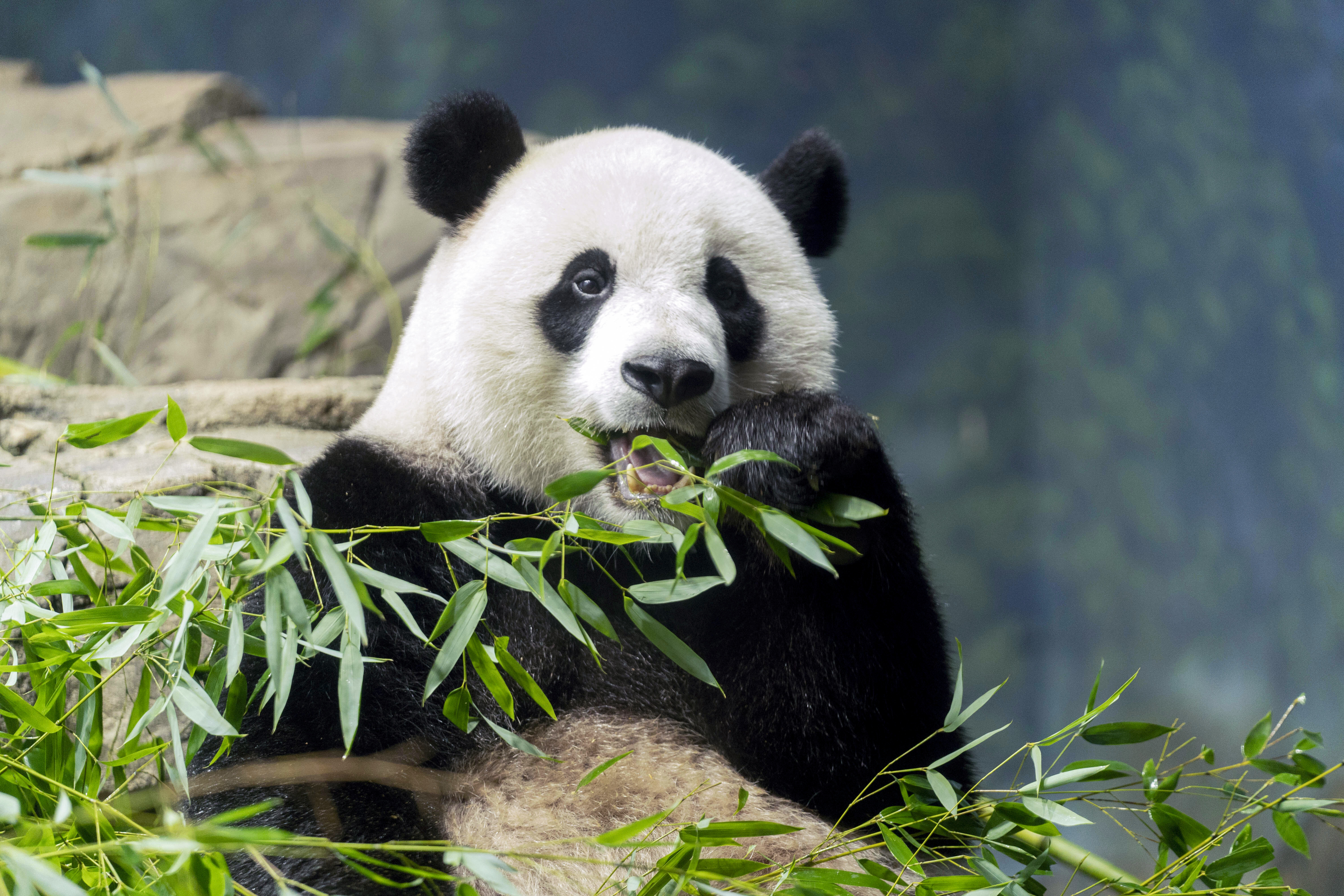 The Giant Pandas Have Left the National Zoo. What's Next for U.S.