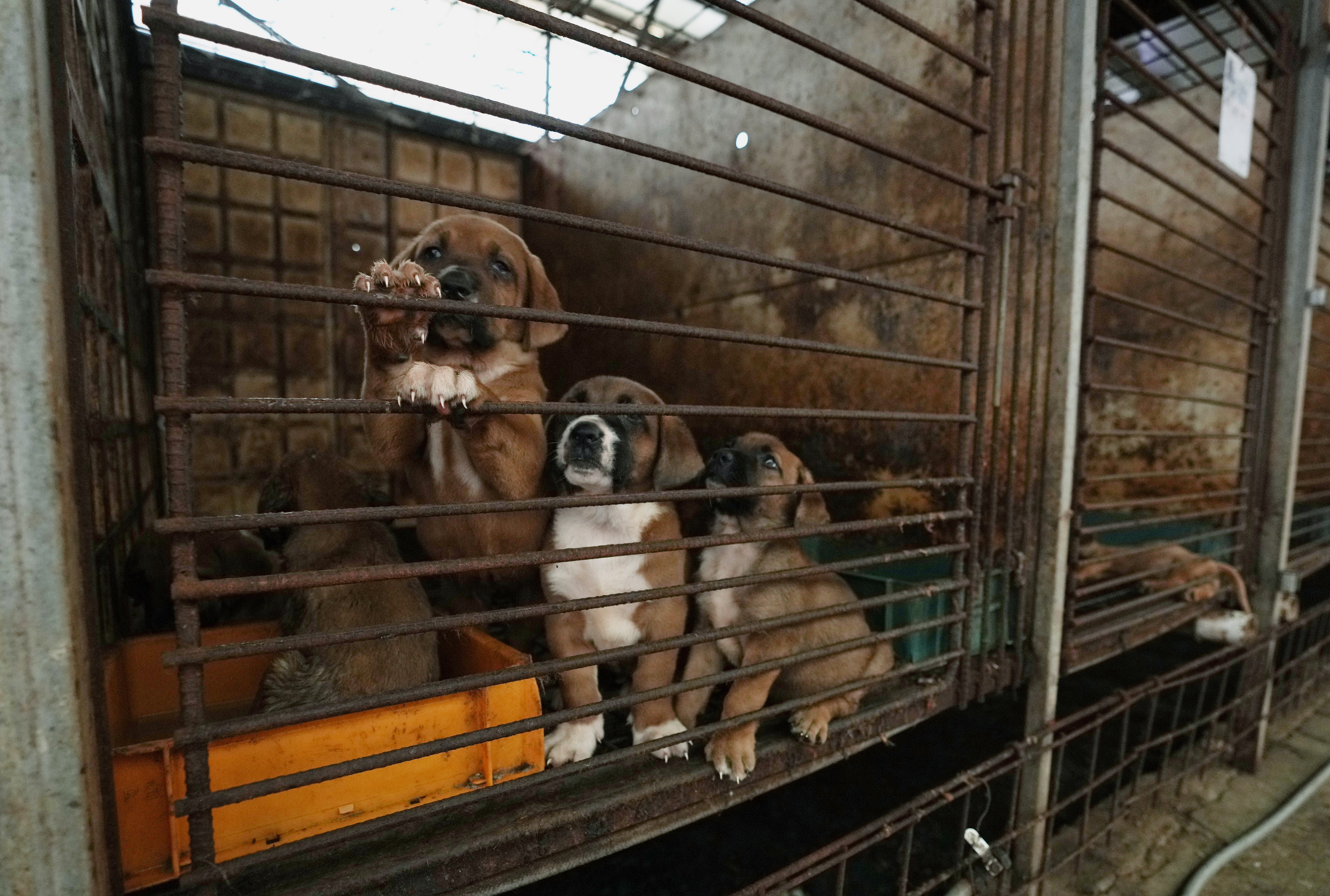 Dog farm store