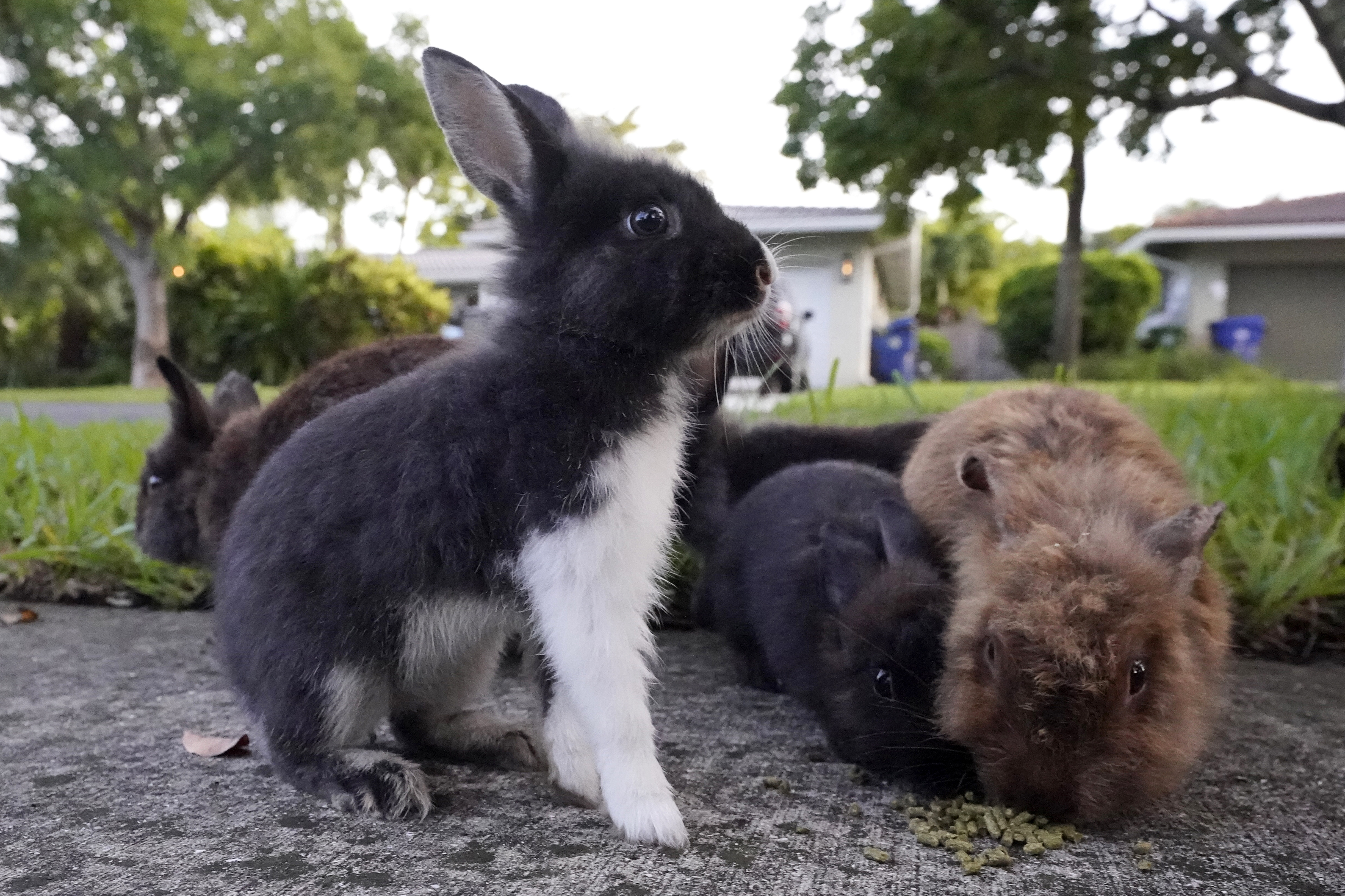 California store king rabbit