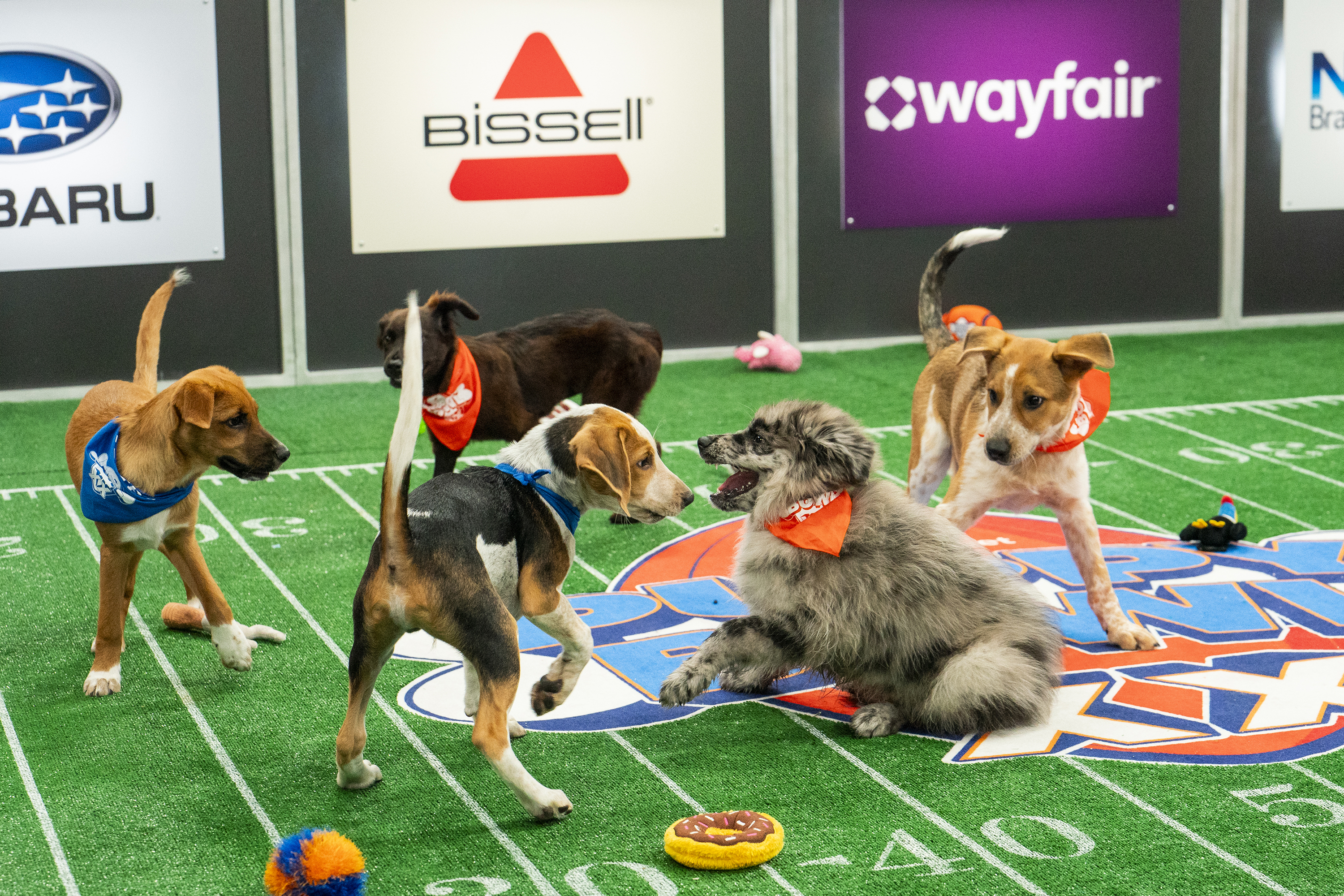 Puppy bowl hot sale dogs