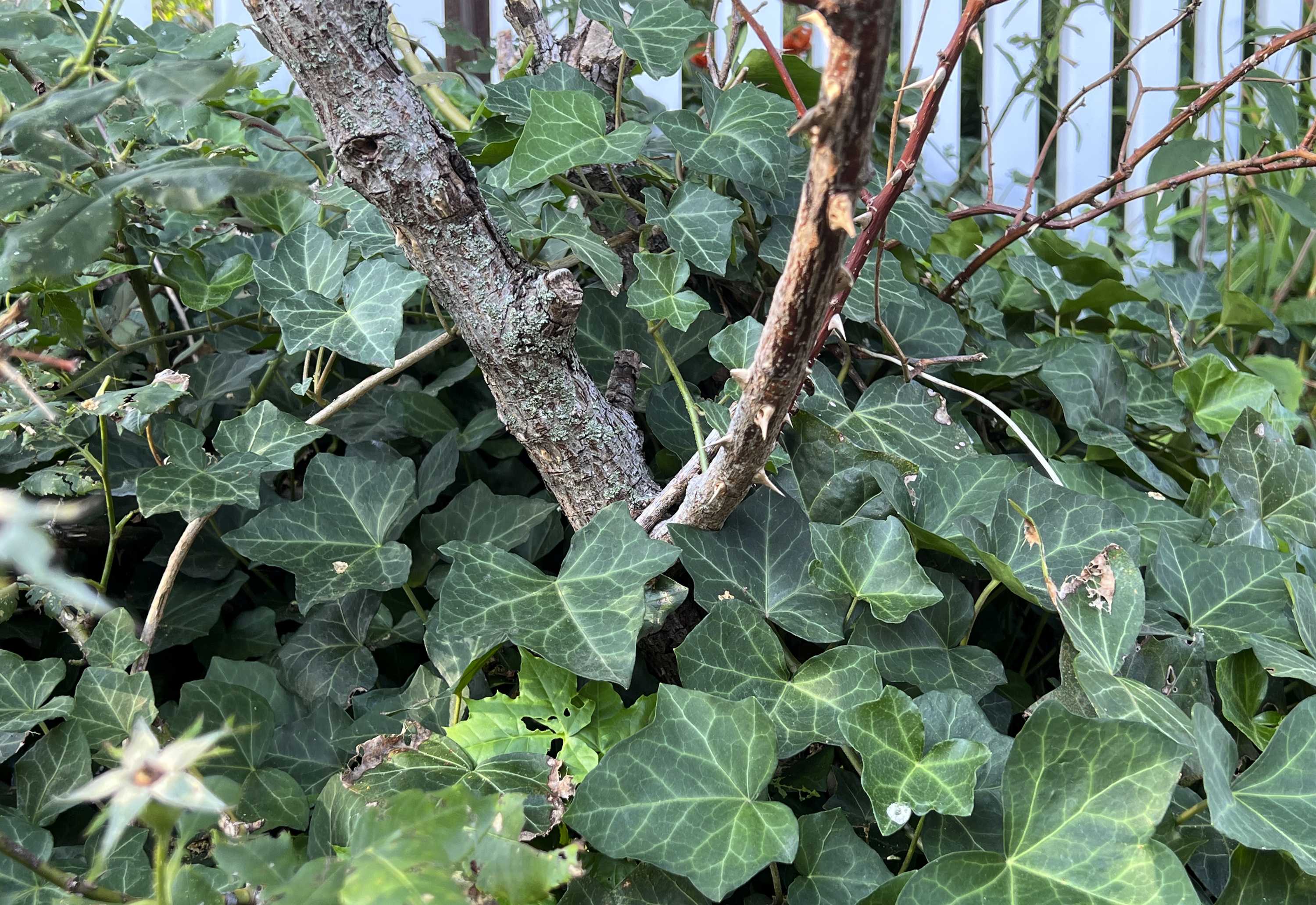 Invasive and ubiquitous, English ivy can hurt trees and plants. Removing it  isn't easy