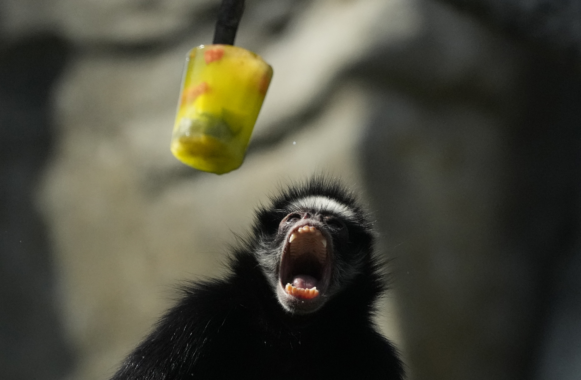 monos comiendo helado