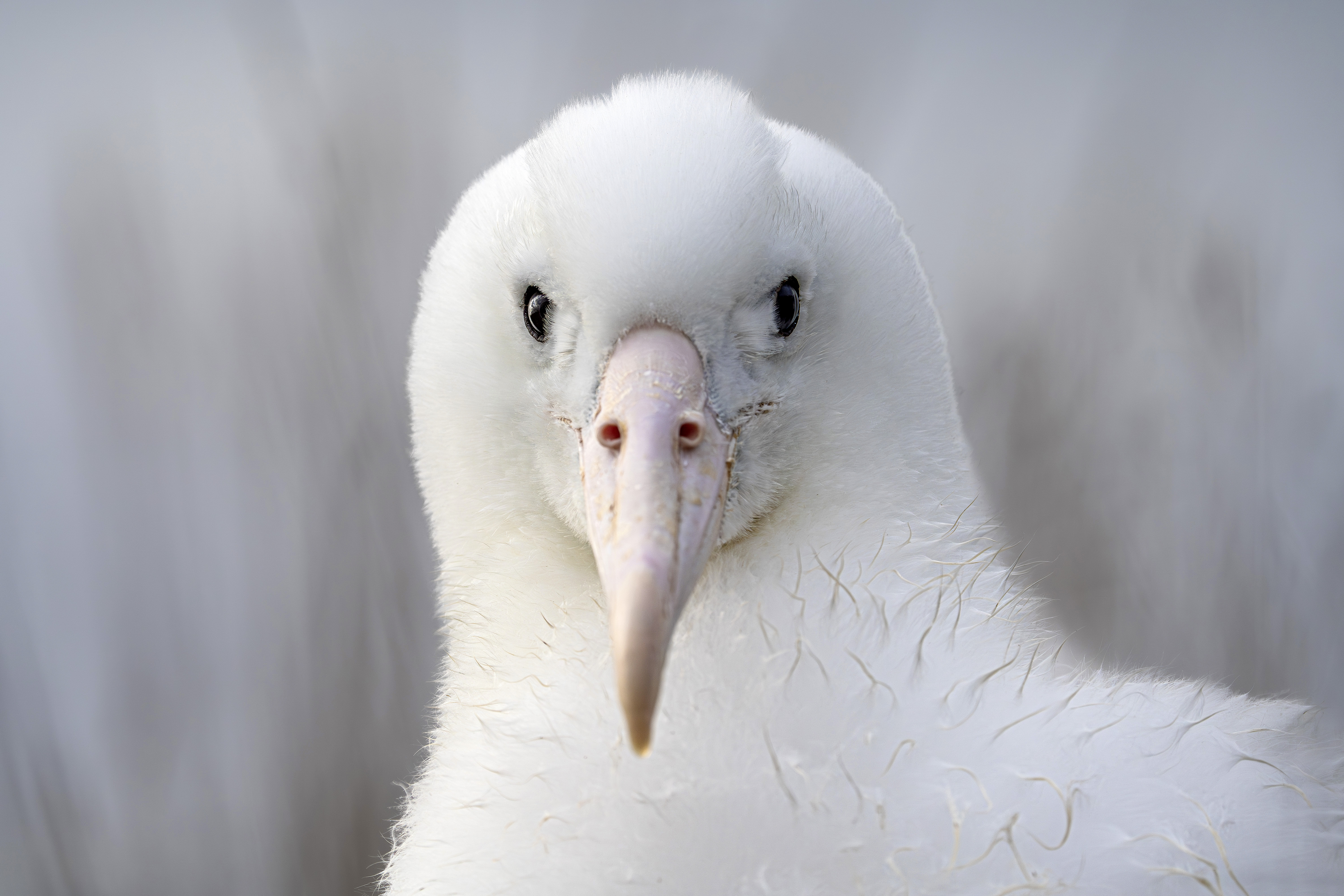 an albatross nesting at Taiaroa Head,⁤ New Zealand