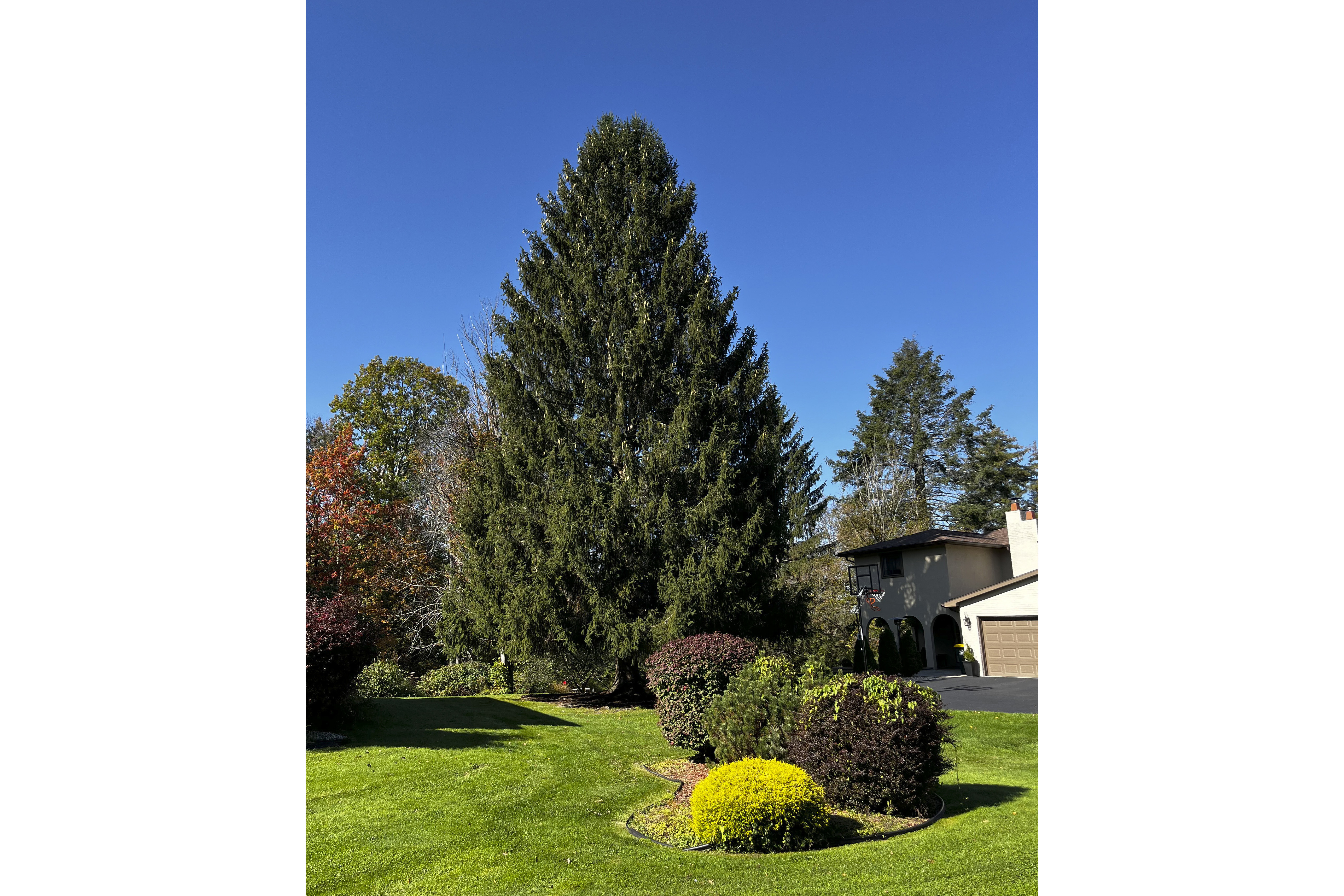 80-foot Norway spruce gets the nod as Rockefeller Center Christmas