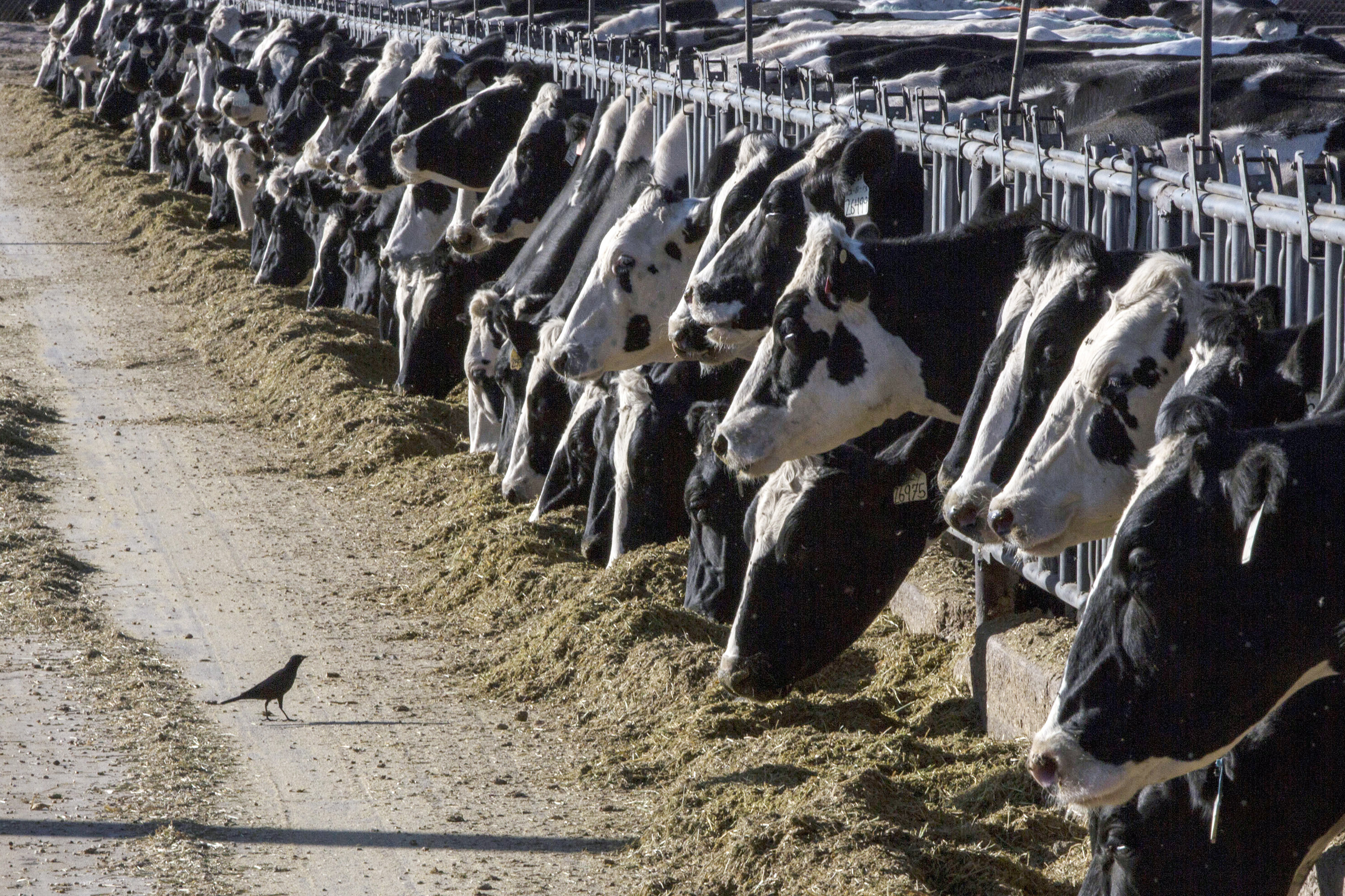 Vacas lecheras dan positivo por influenza aviar en Texas y Kansas | AP News