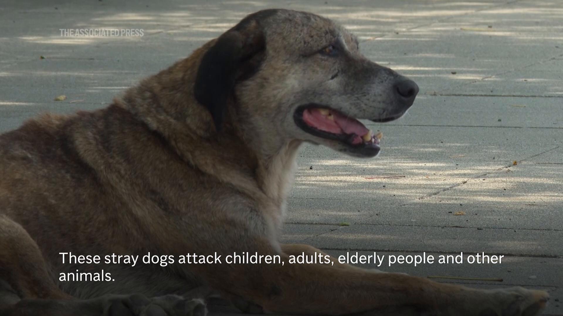 A committee approves bill to regulate Turkey’s stray dog population,  raising mass killing fears