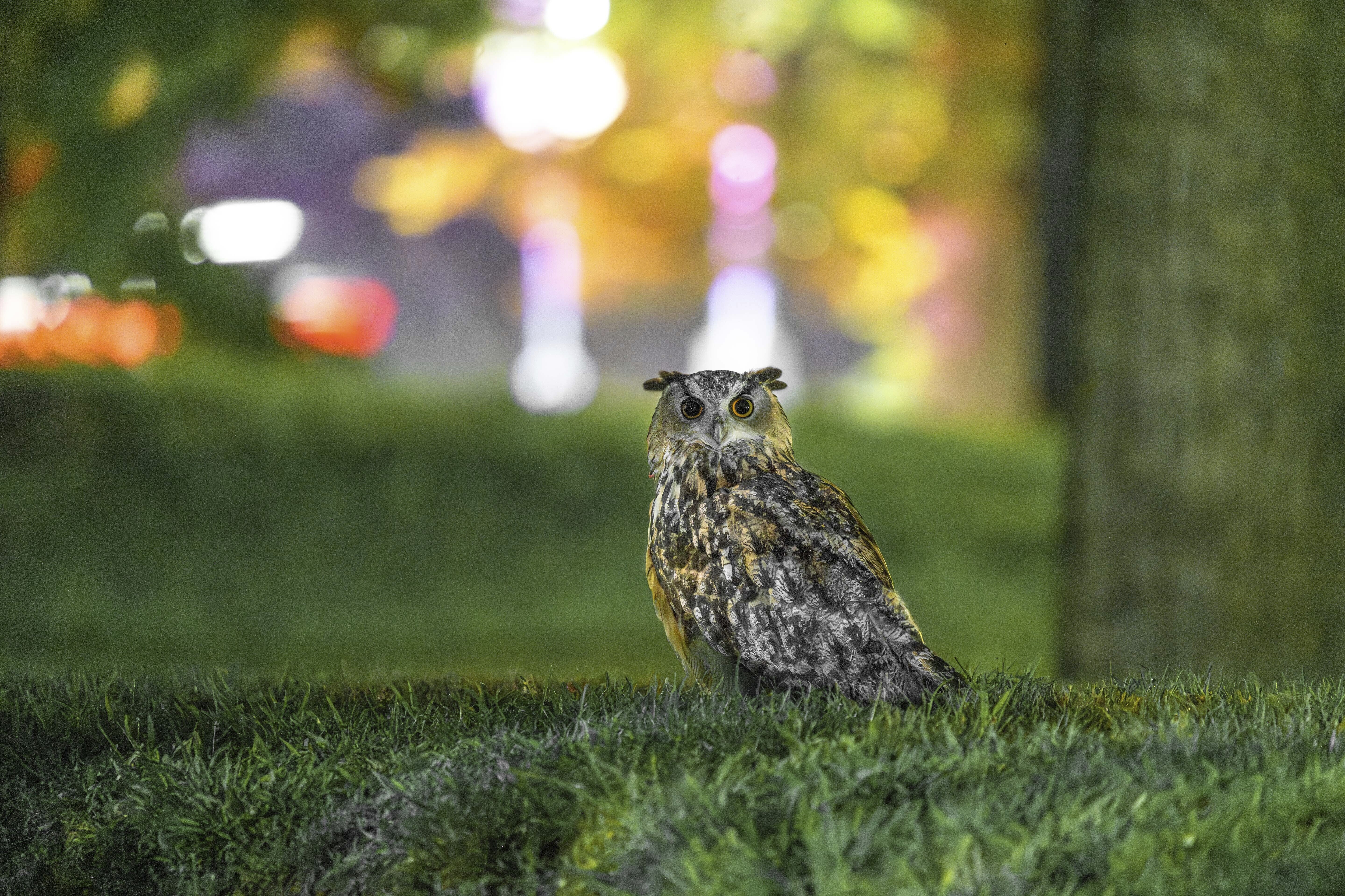 Zoologists in New York confirm the reason for Flaco the owl's death.