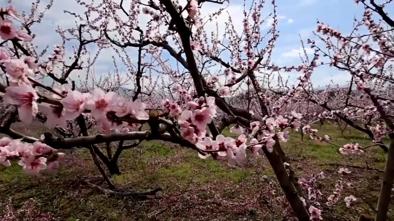 Peach Blossoms Information and Facts