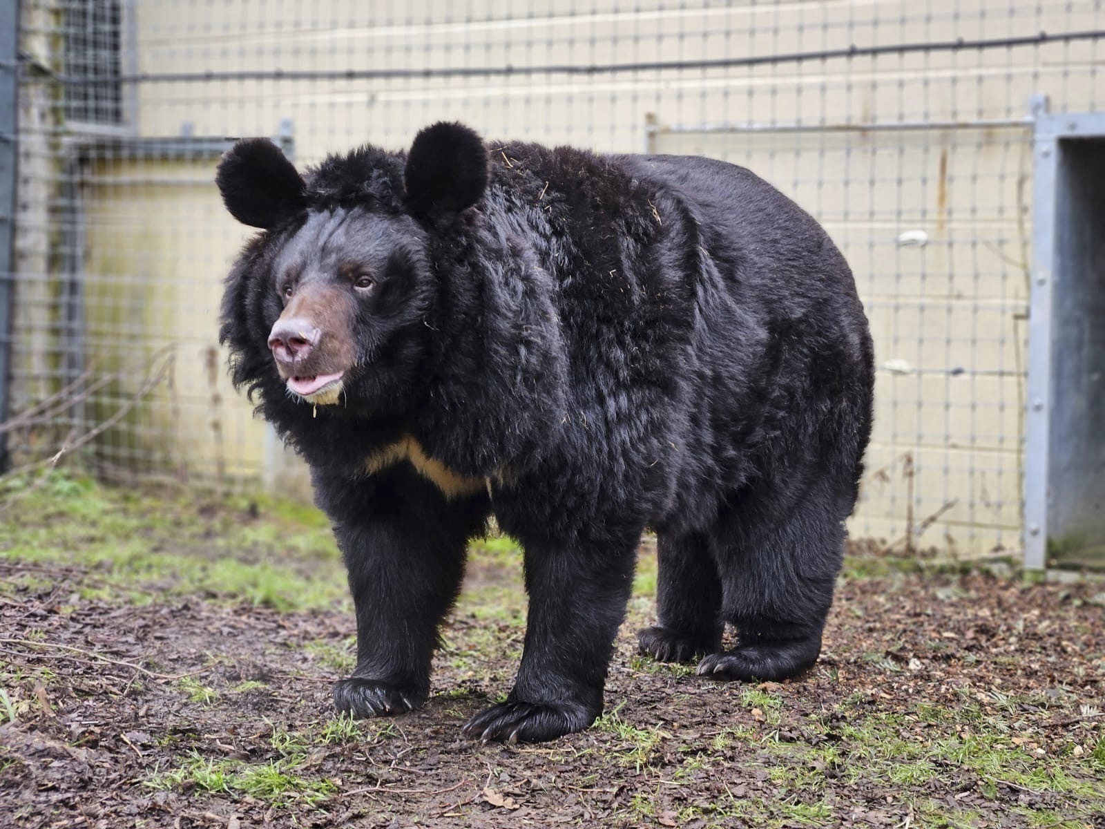 A refugee bear from a bombed-out Ukraine zoo finds a new home in