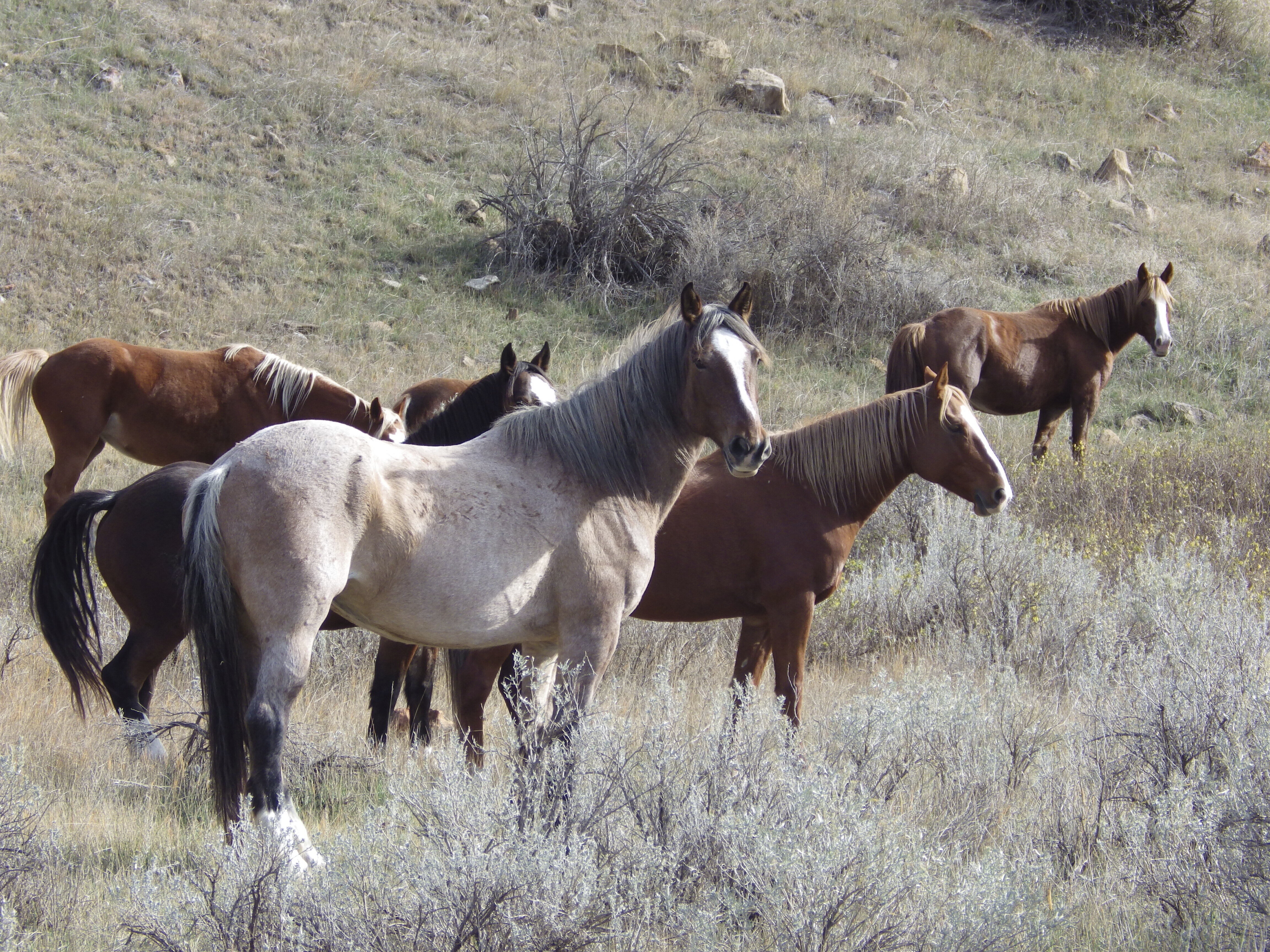 Wild horses facing removal in a North Dakota national park just got another  strong ally: Congress | AP News