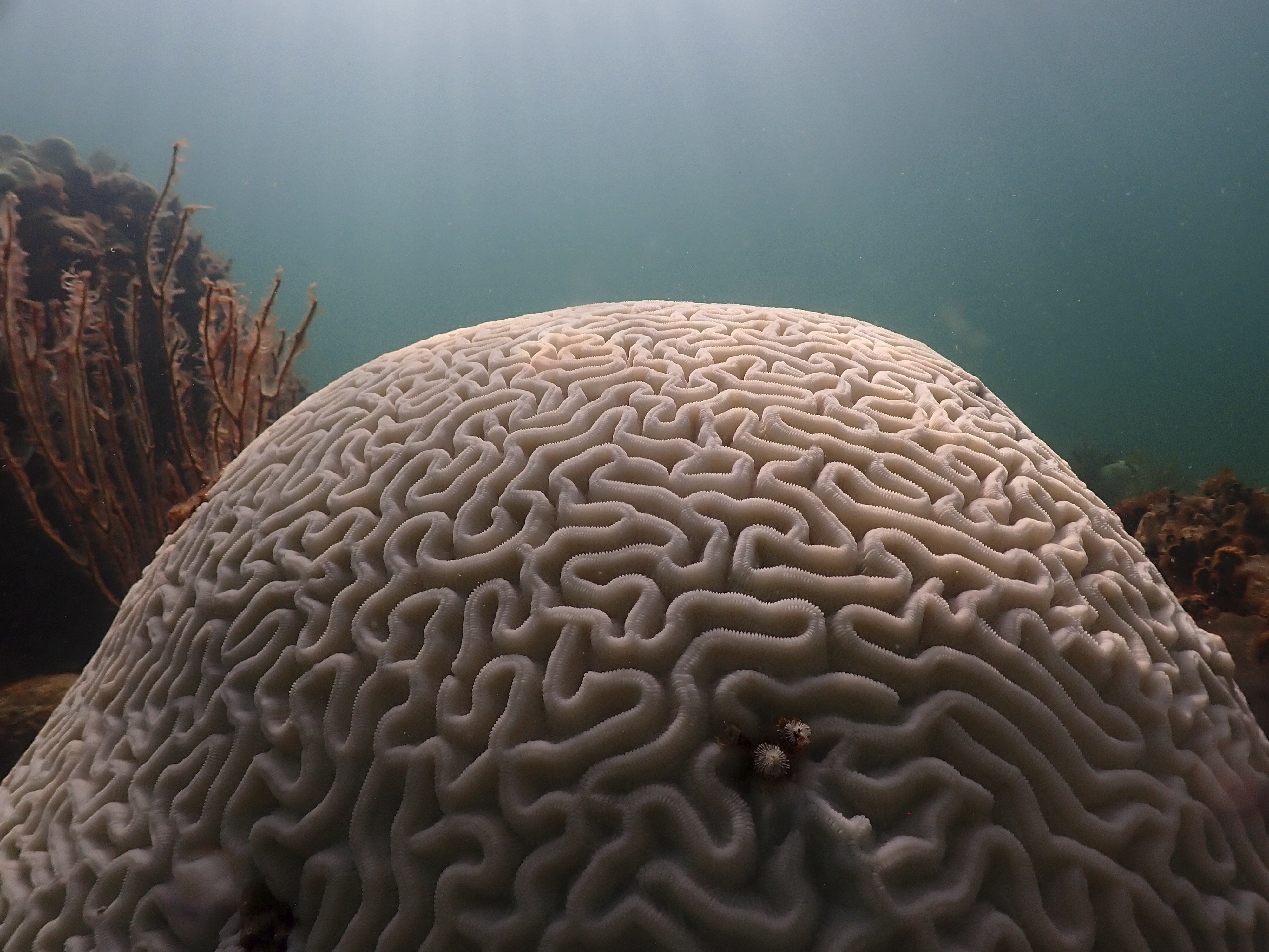 Artificial coral reefs showing early signs they can mimic real reefs killed  by climate change, says study