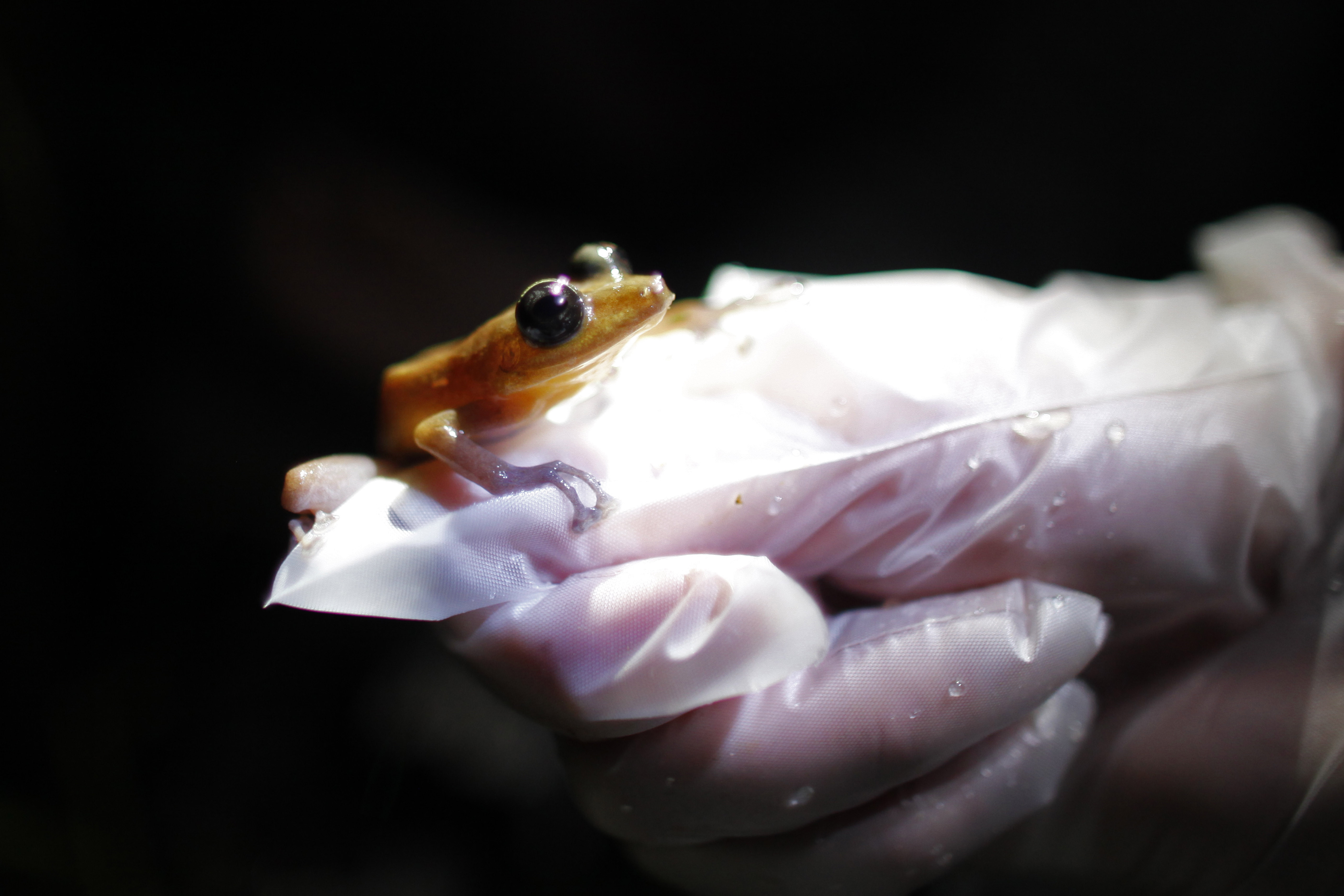 Frog Fact Sheet, Blog, Nature
