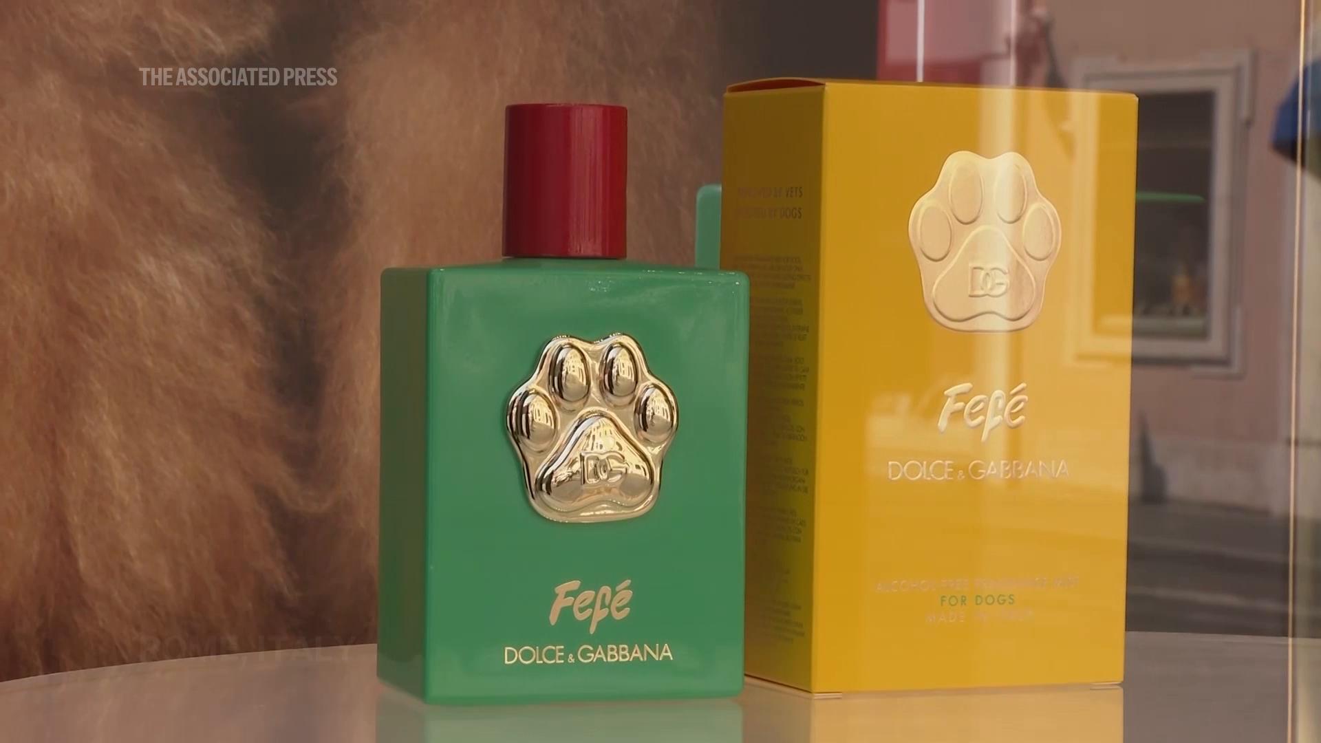 Dolce and Gabbana launches luxury dog perfume, but not all vets think pet  fragrances are safe