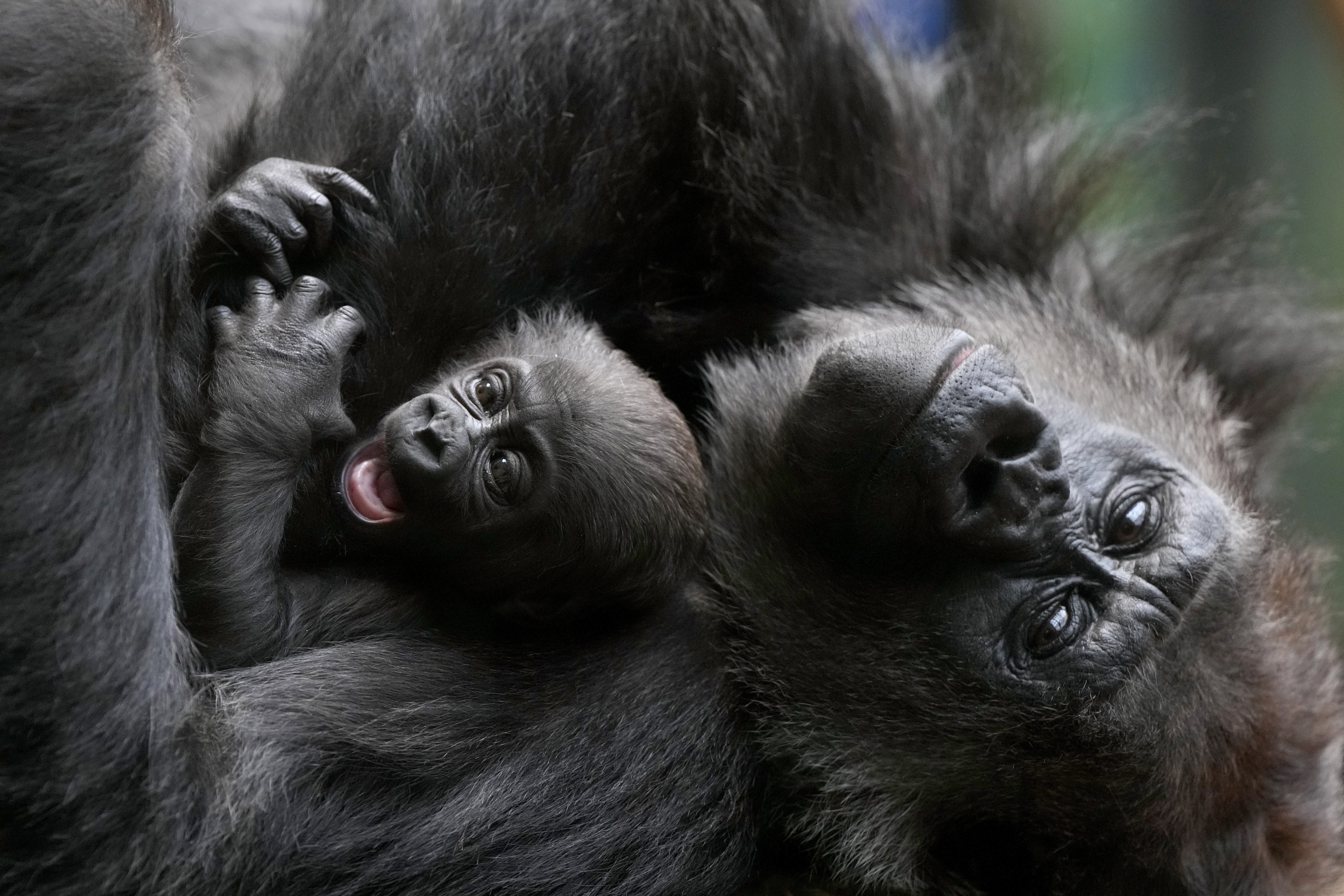 London Zoo: Baby gorilla cuddled by mother remains nameless | AP News