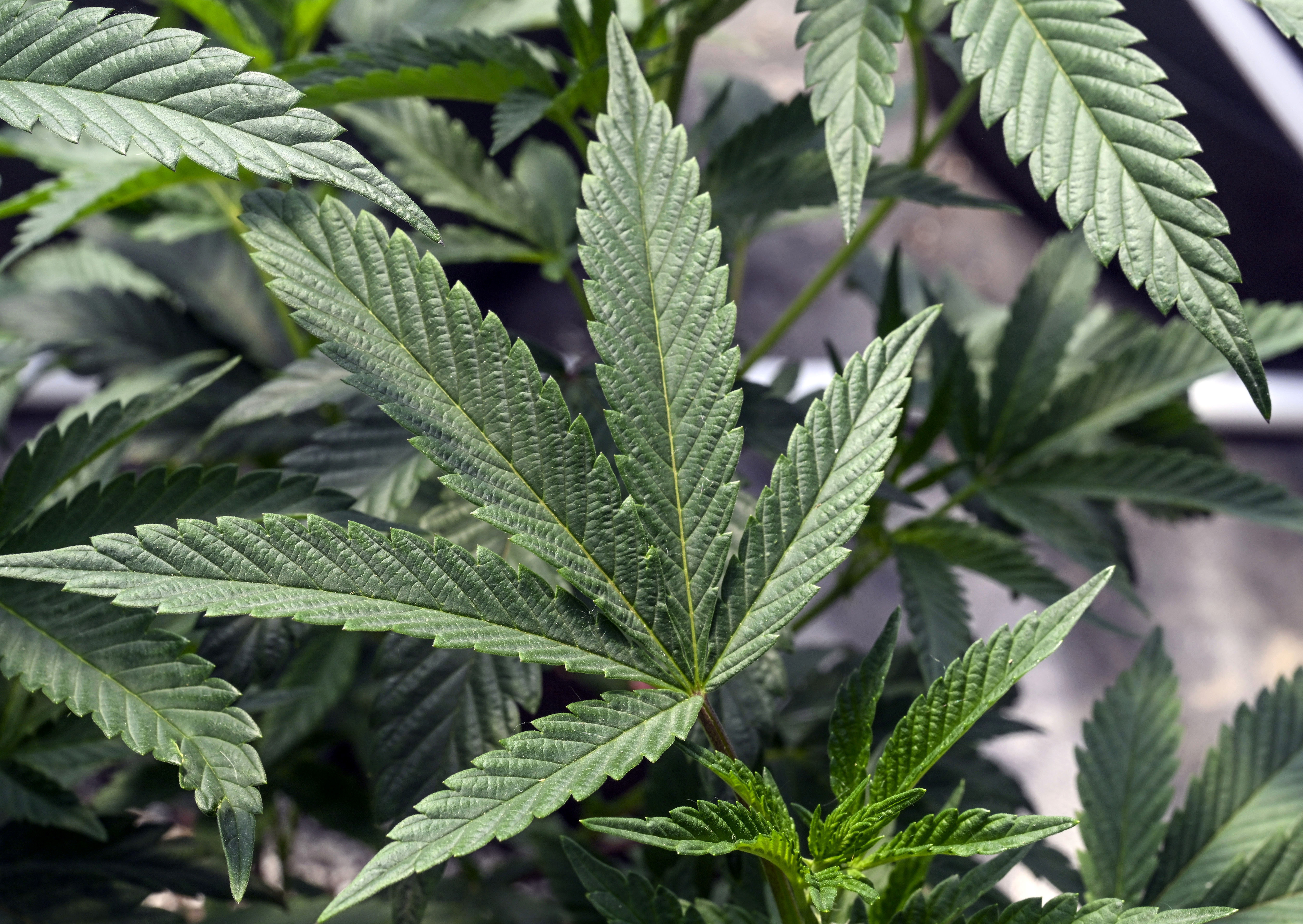 Review of NYS Marijuana Drug Testing Laws