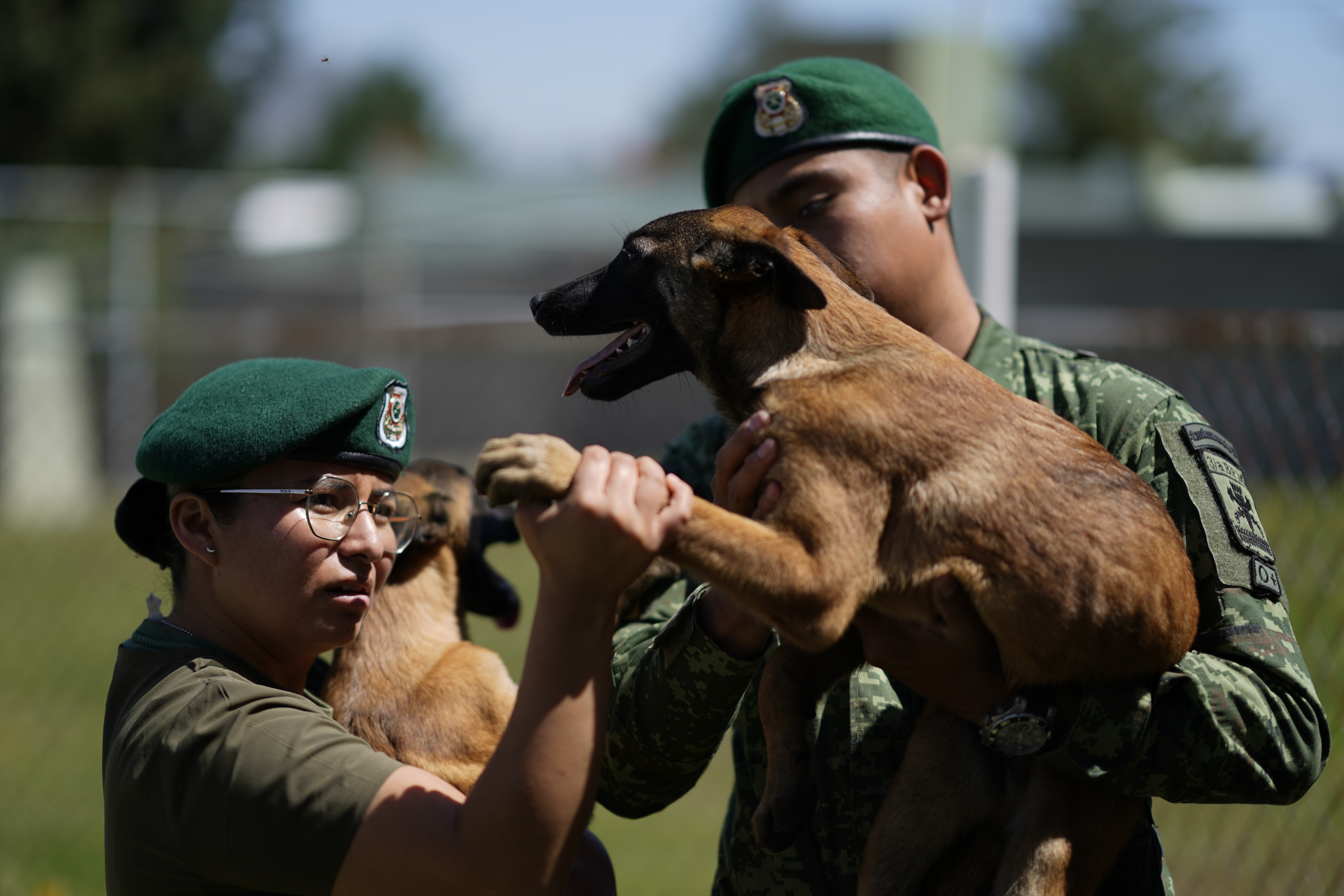 Belgian malinois best sale military training