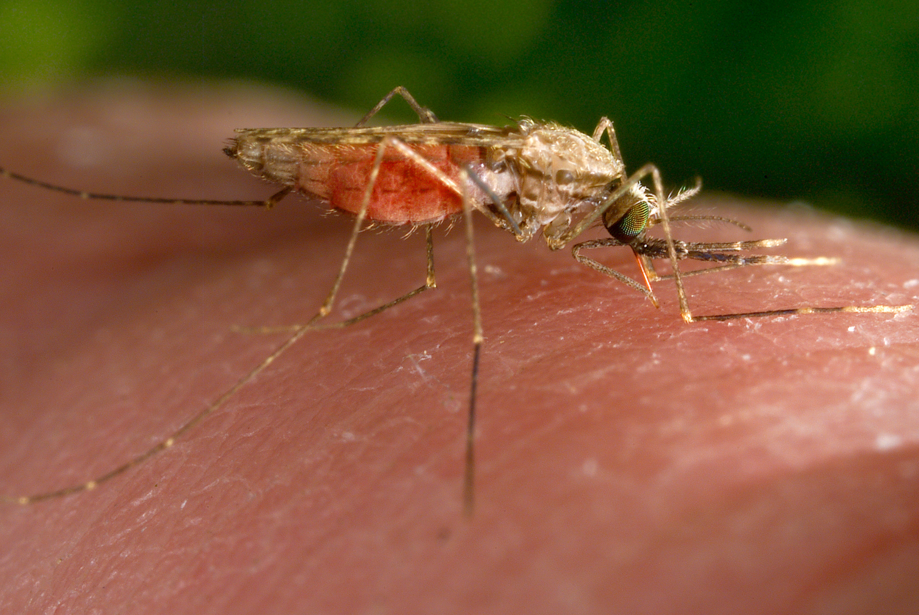 Ankle-biter mosquitoes are on the attack in SoCal. Here are tips