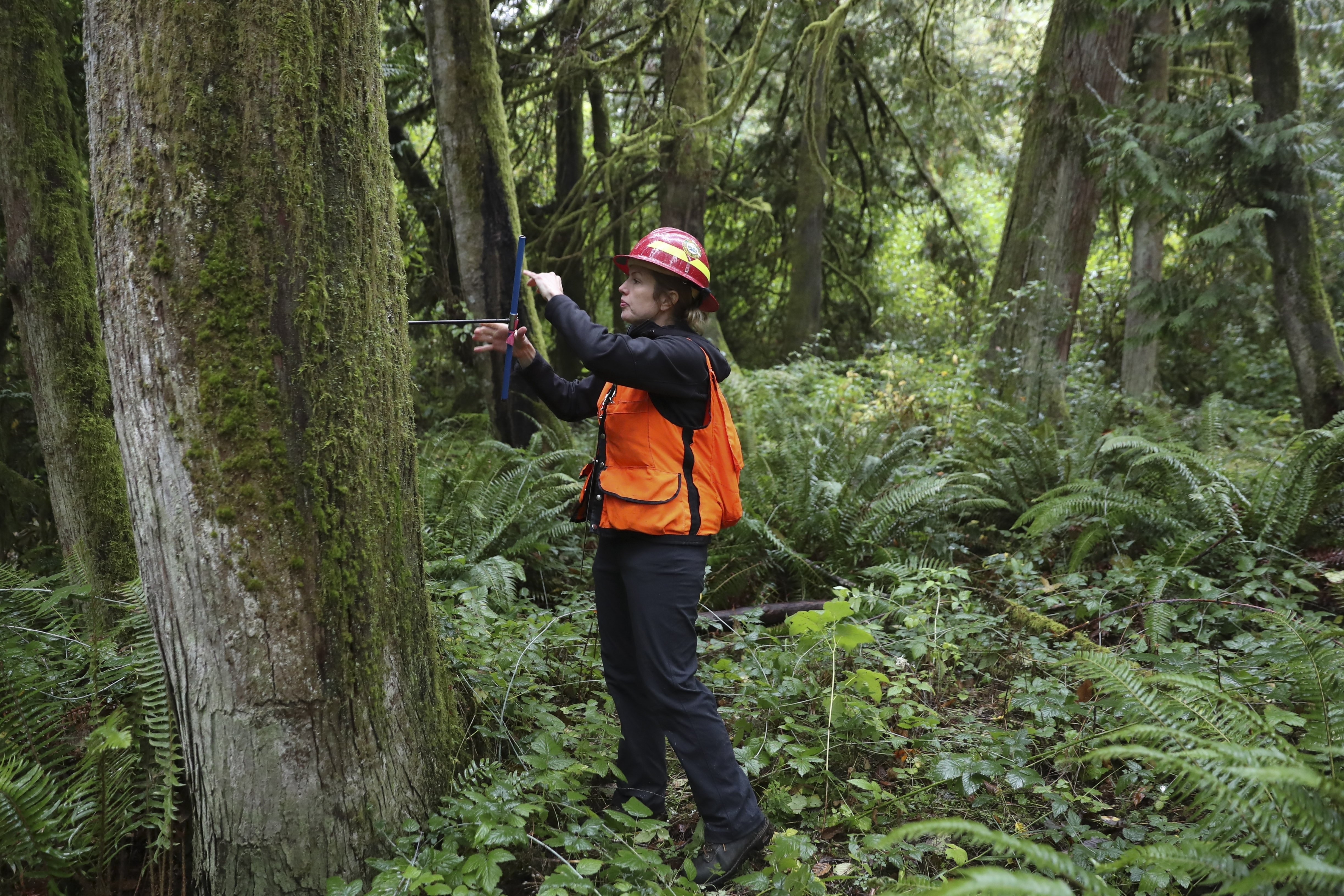 The essential nature of tree bark - Freshwater Reporter