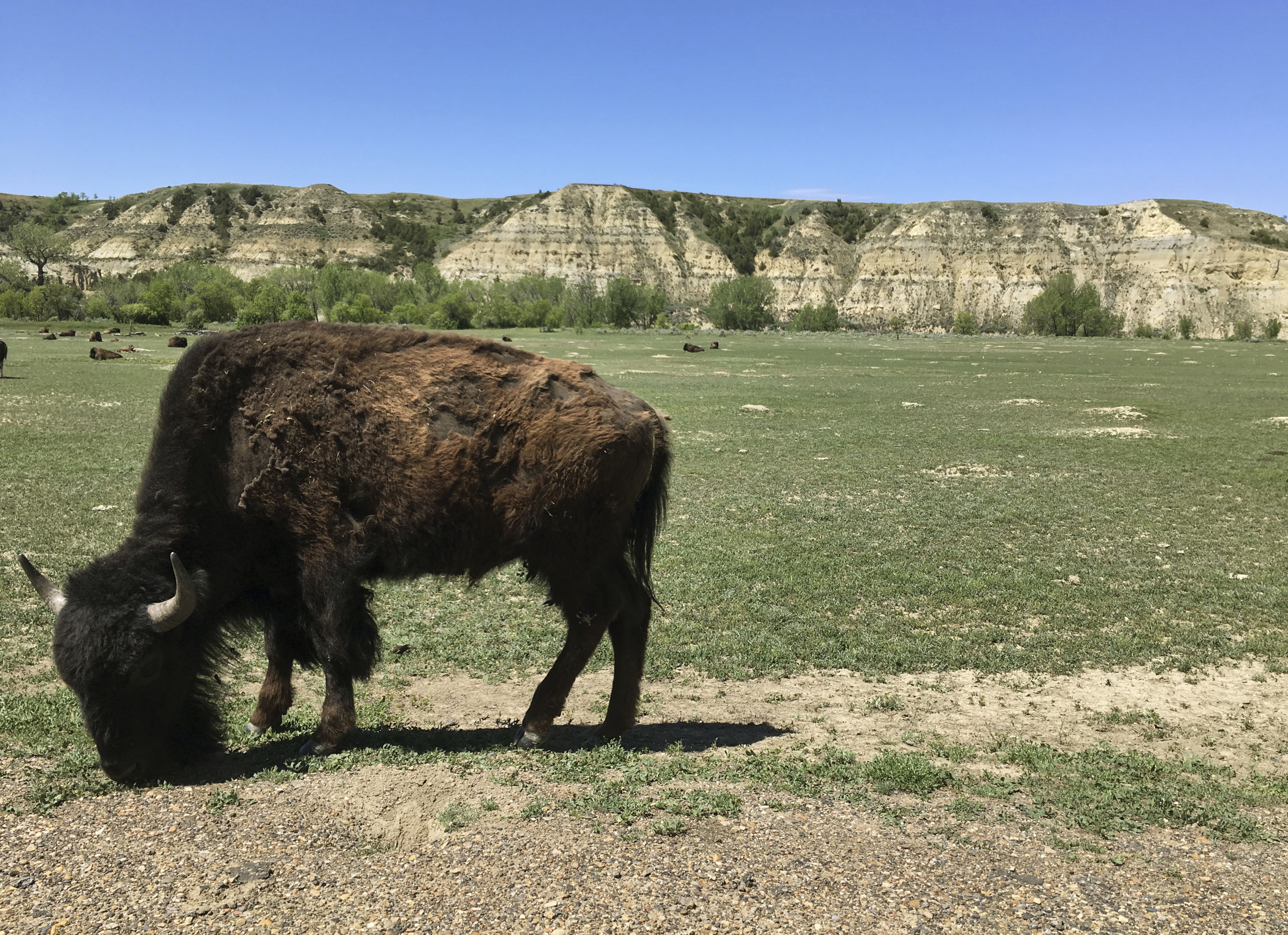 theodore roosevelt national park