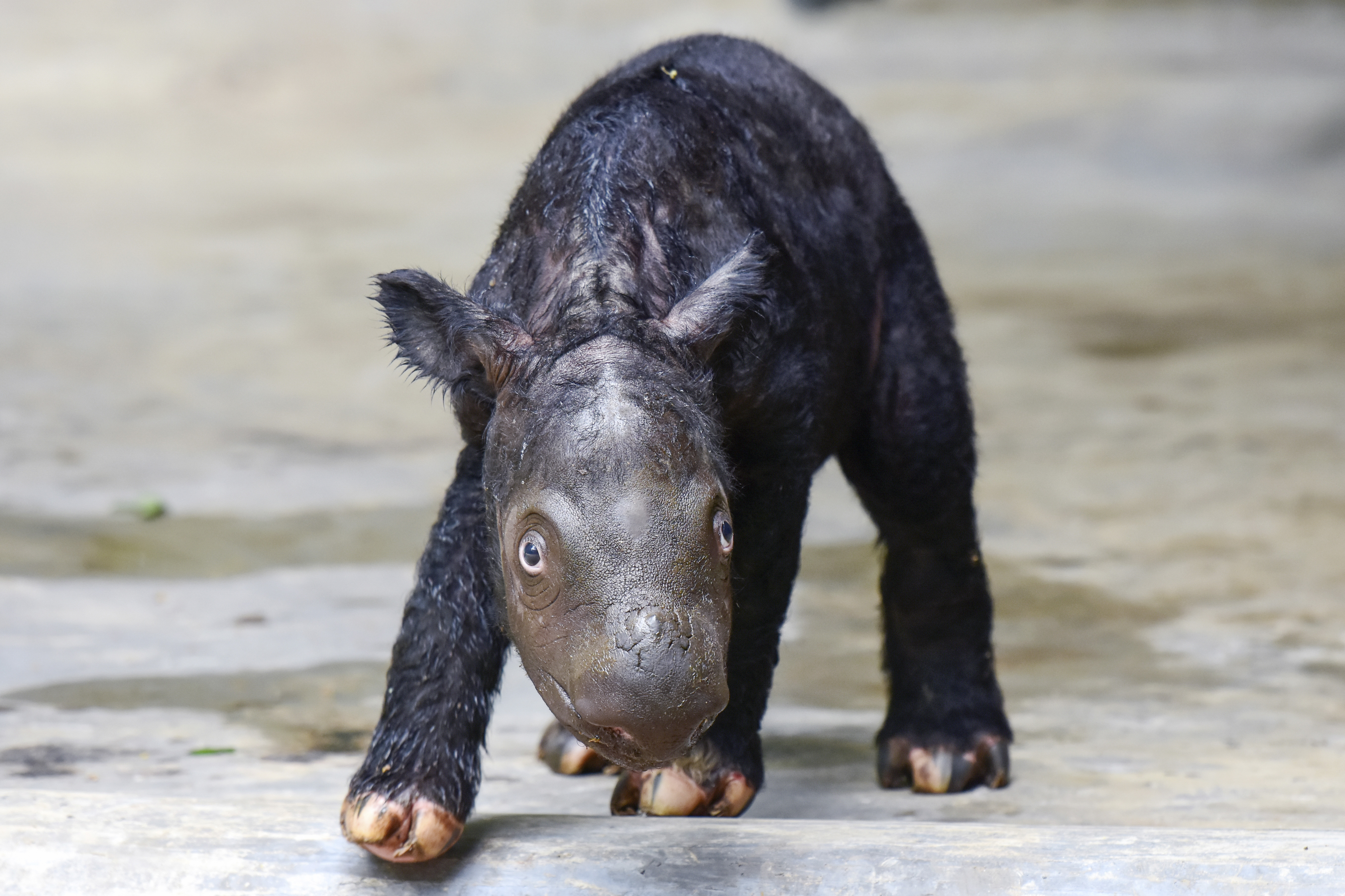 A Sumatran rhino calf born in Indonesia adds to an endangered