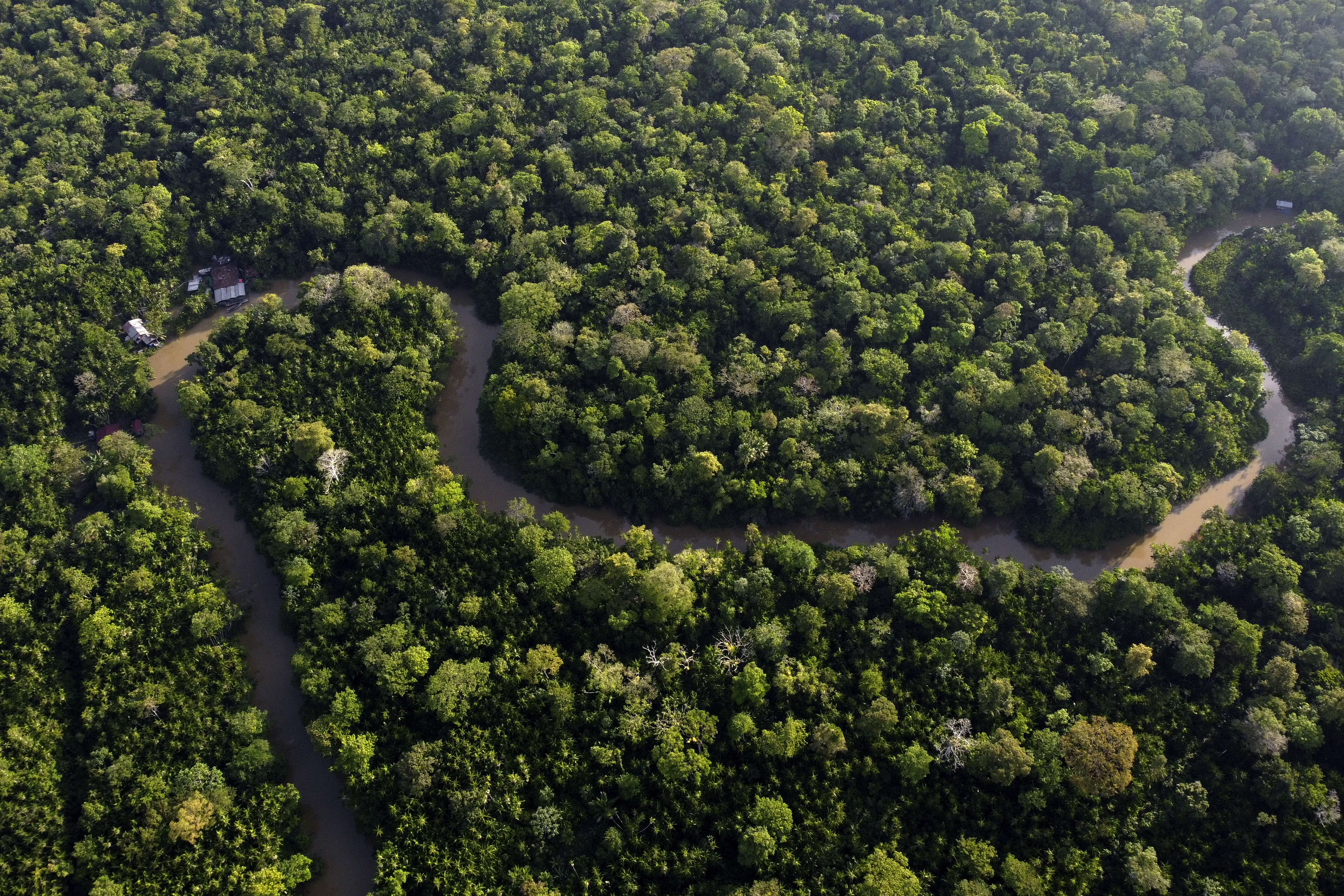 Deforestation surges in Brazil Atlantic Forest: report