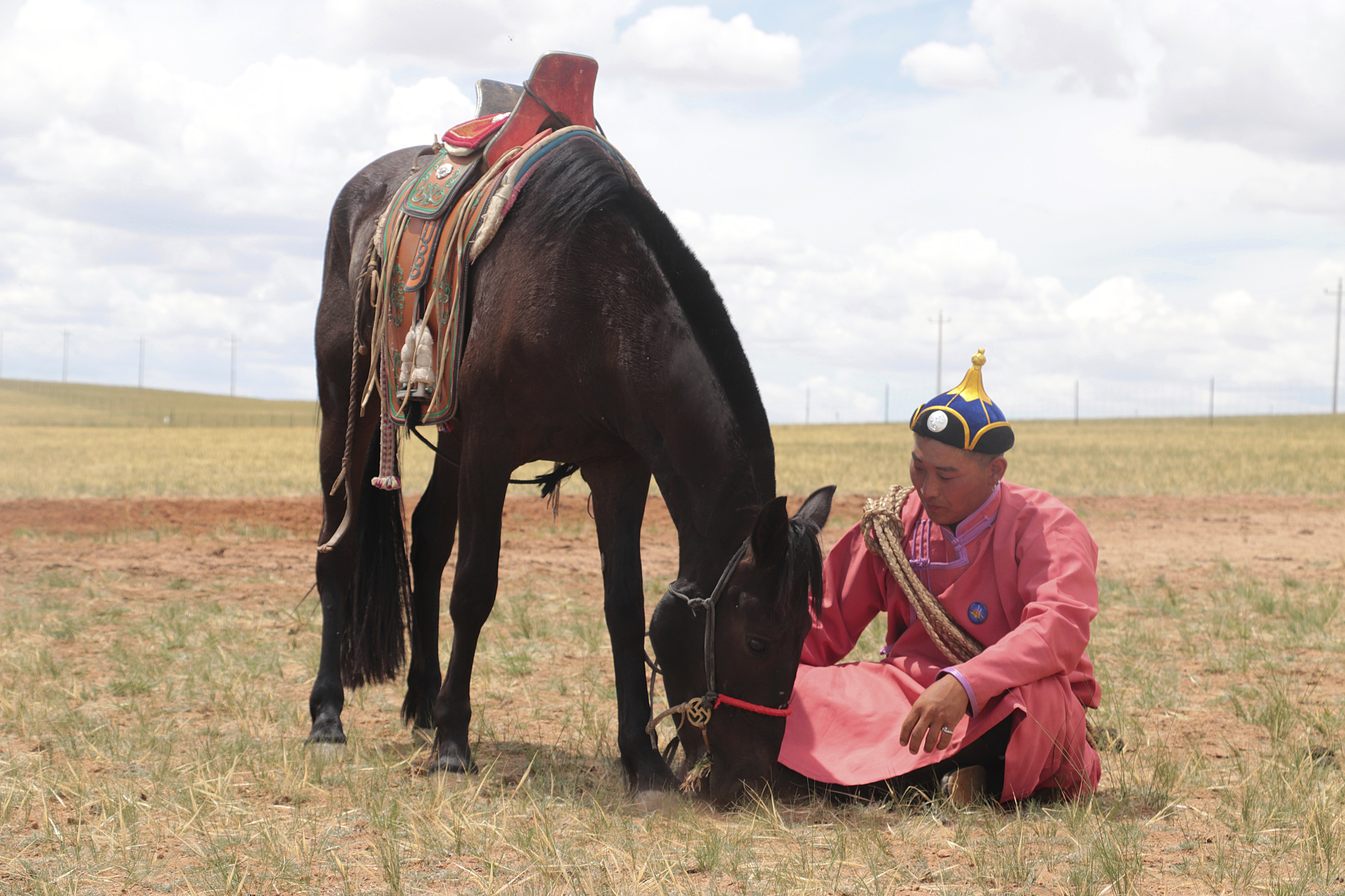 Scientists trace origin of modern horse to lineage that emerged 4,200 years  ago | AP News