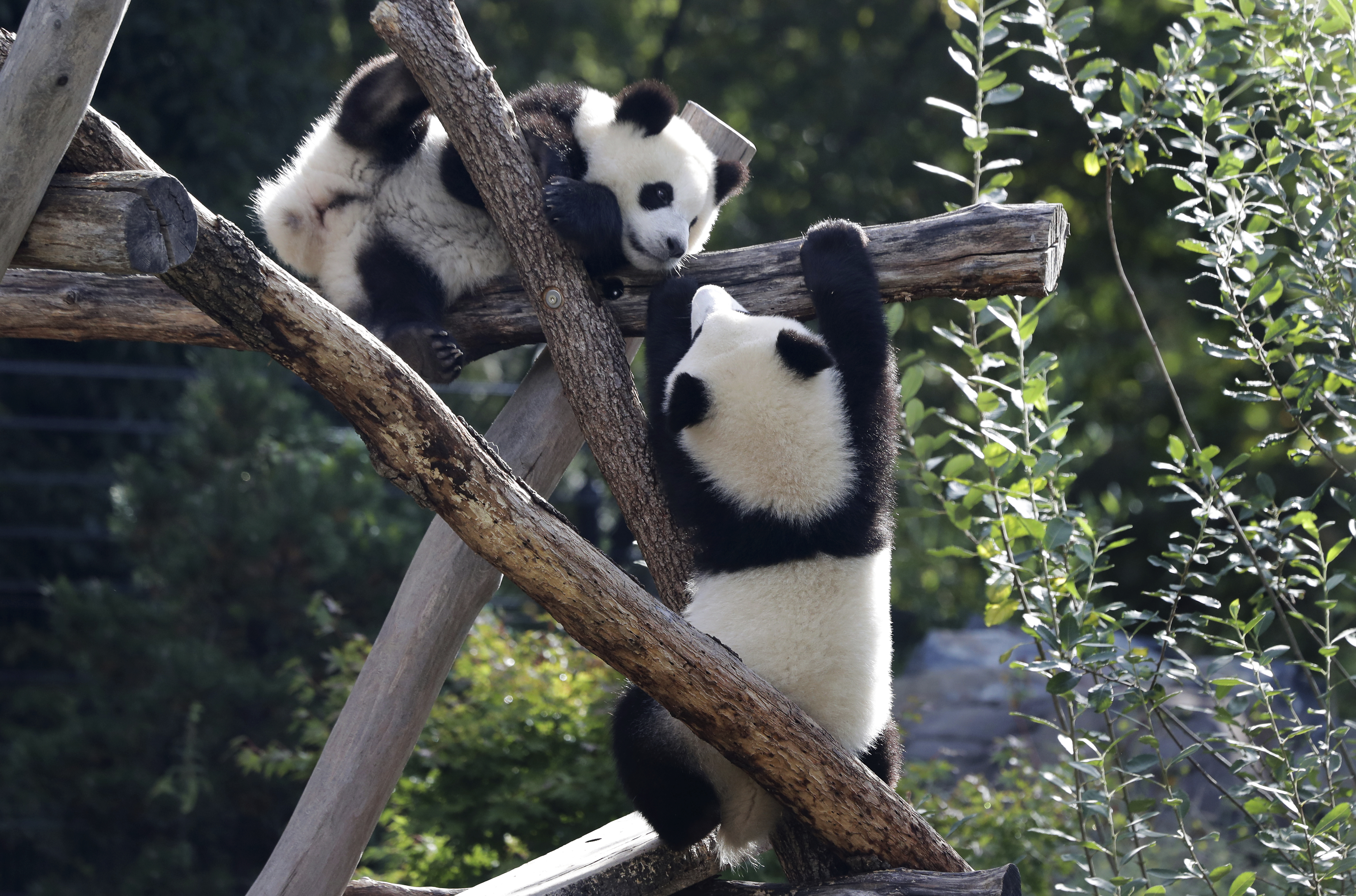 Gaint panda - Stuffed Animals & Plush