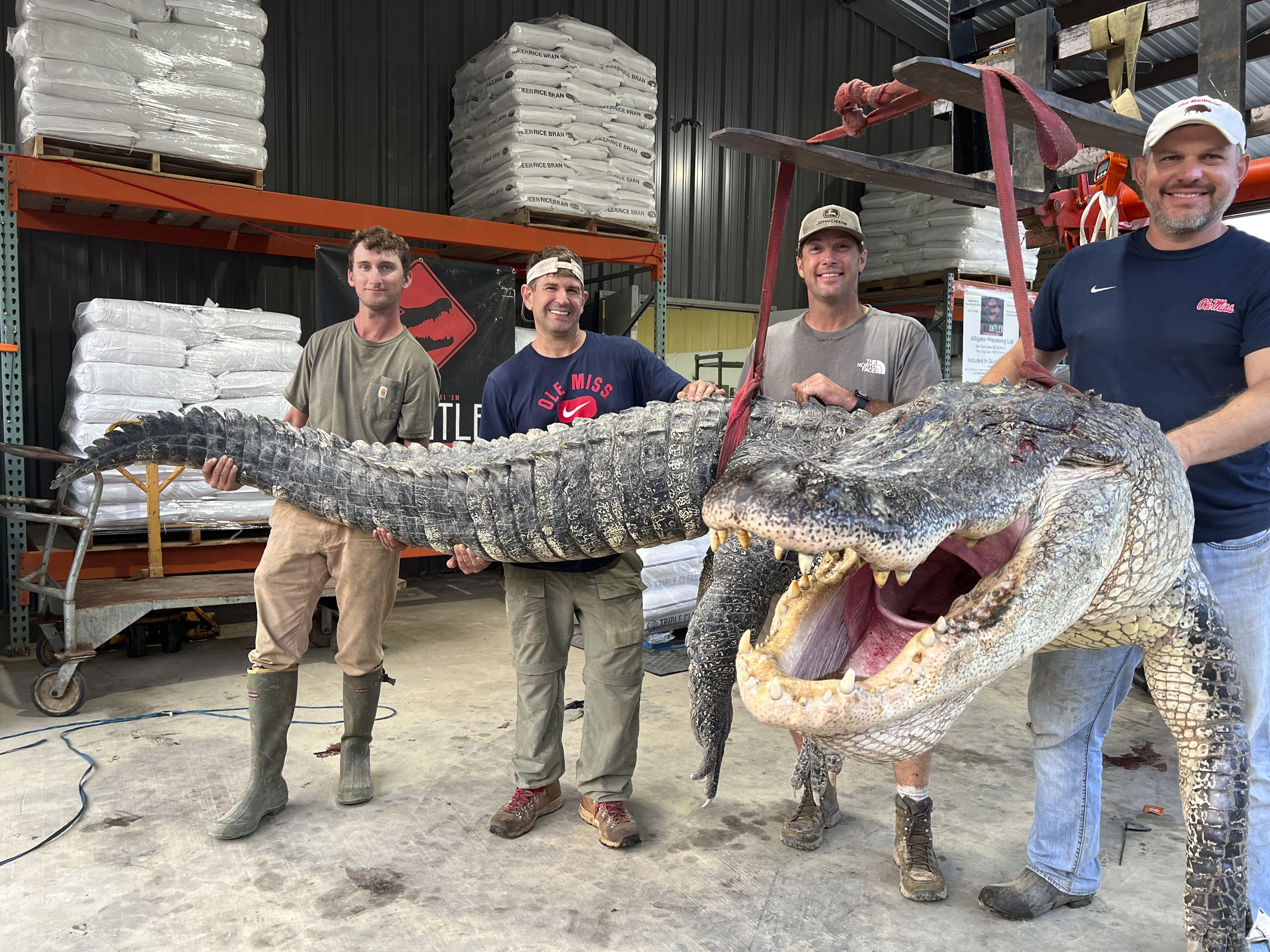 Alligator sale