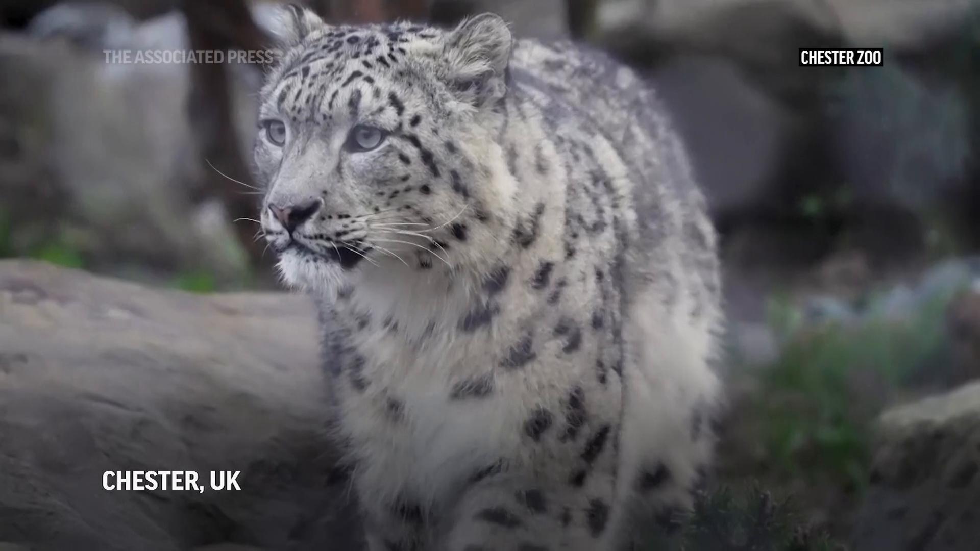 Chester Zoo welcomes first snow leopards in its 93-year history - BBC News