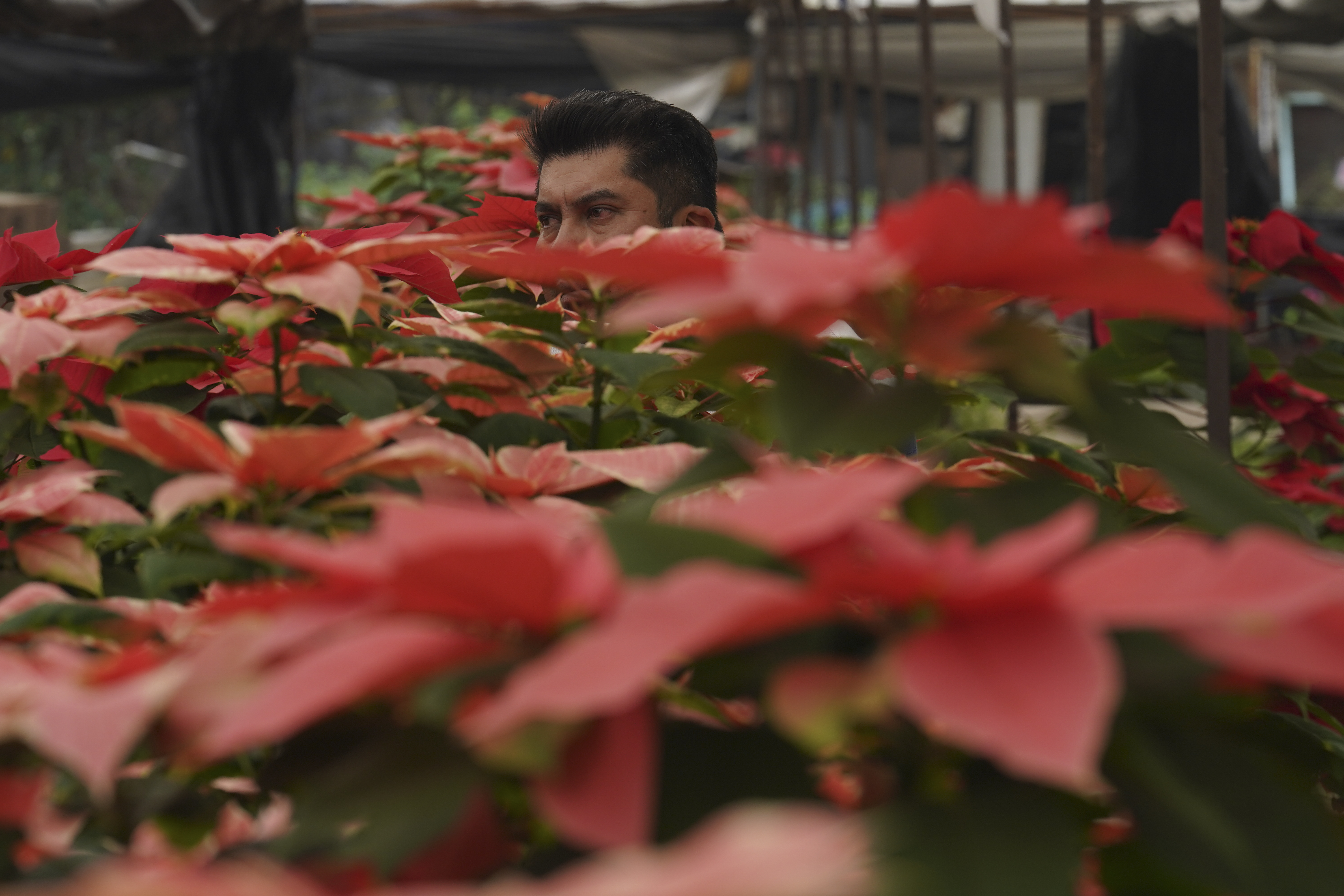 Noche buena store plant