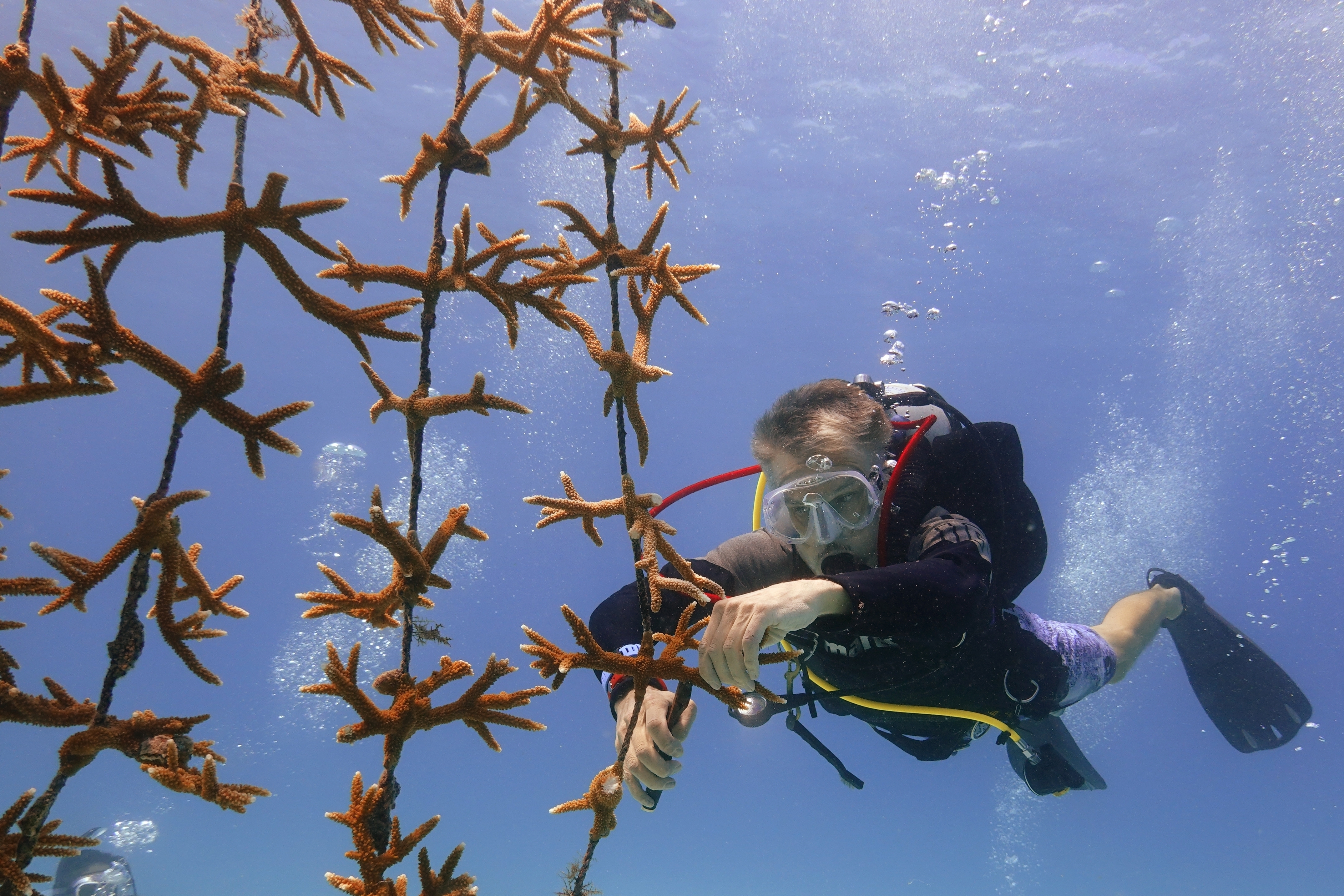 How One Company Is Restoring Coral To Combat Climate Change's